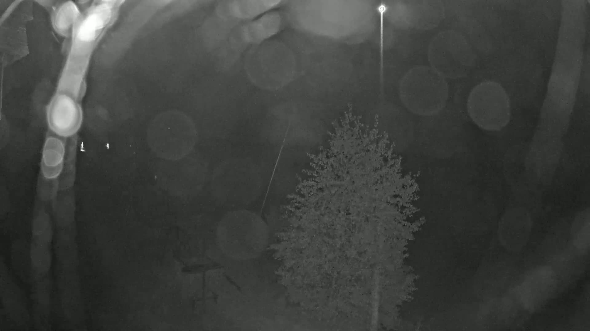 A nighttime, blurry image shows a tree silhouetted against a dark sky with a bright light source and bokeh effects.