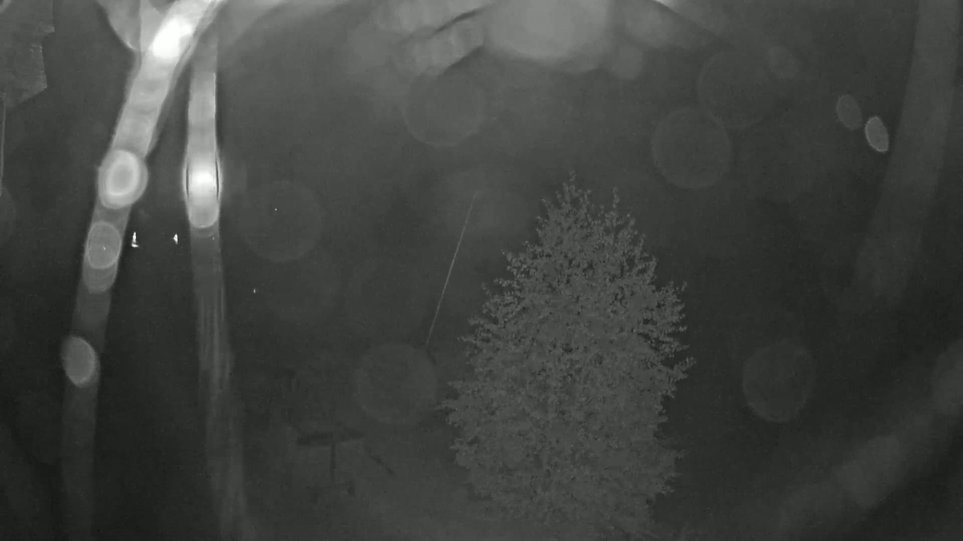 A nighttime, blurry image shows a tree and indistinct lights through what appears to be rain or condensation on a window or lens.
