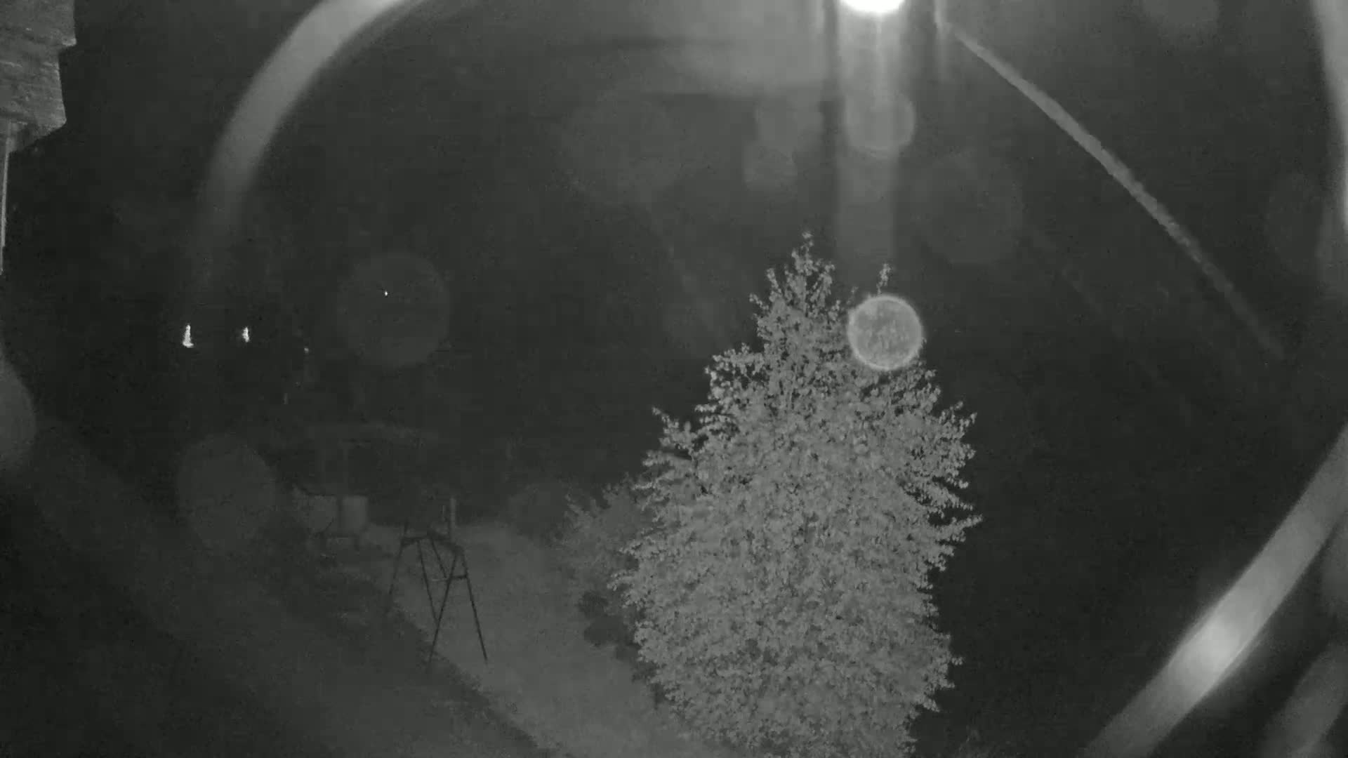 A nighttime, low-light image shows a small tree illuminated by a bright light source, with indistinct objects and a partially visible structure in the background.
