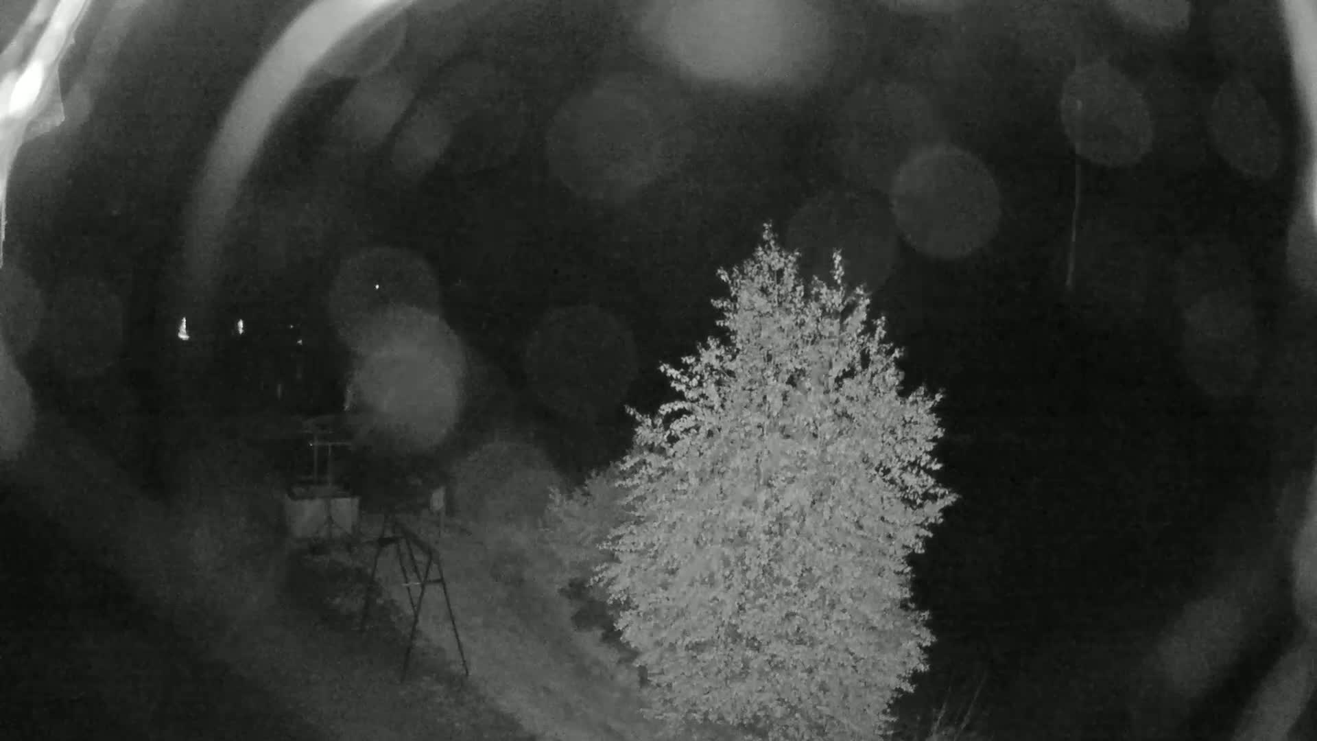 A nighttime, blurry view shows a small, light-colored tree in a yard with a metal swing set visible in the background under a dark, possibly rainy sky.