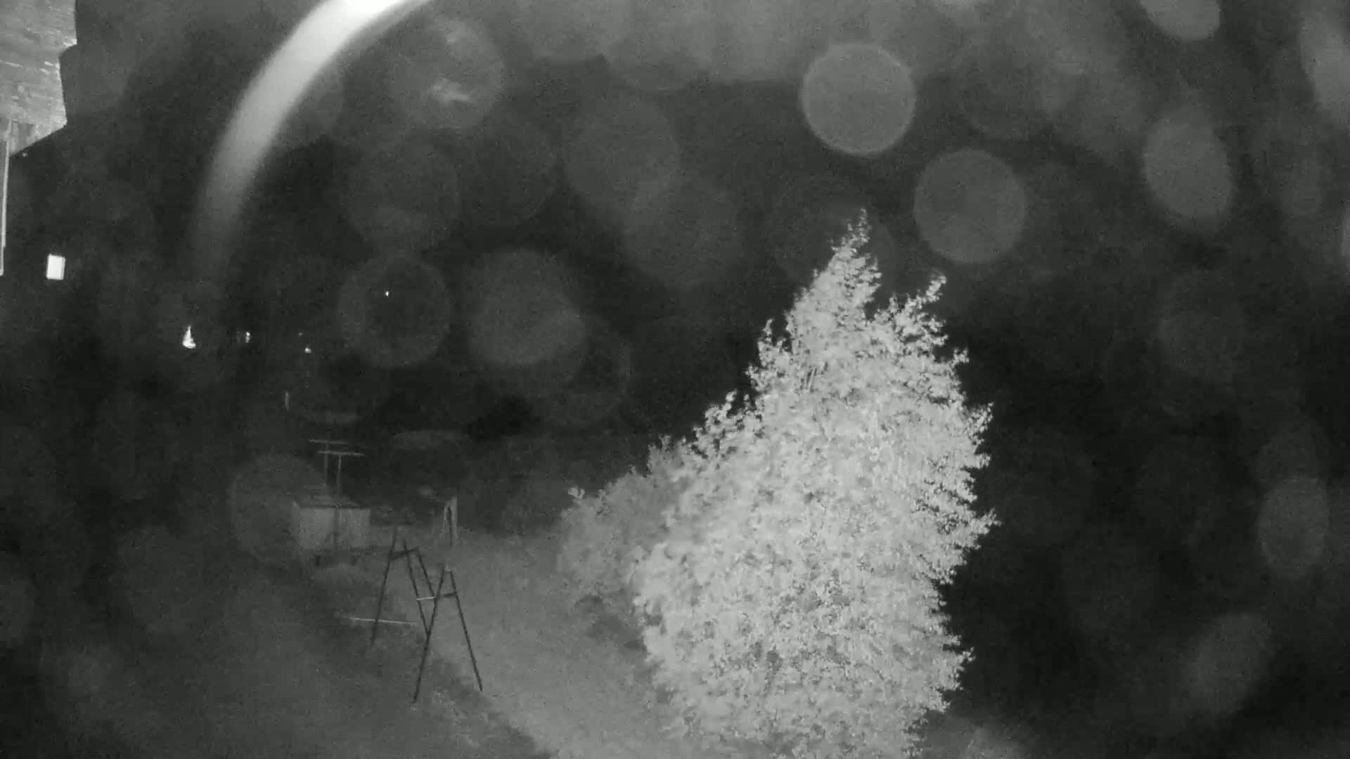 A nighttime, blurry image shows a bush or small tree in the foreground, with a dark, out-of-focus background including part of a building and what appears to be a small metal structure.