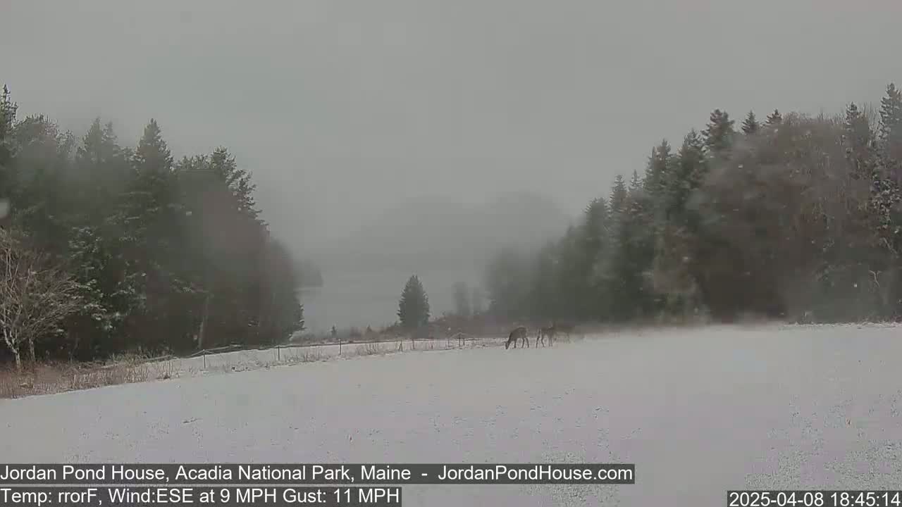 Three deer stand in a snow-covered field bordered by snow-covered evergreen trees during a snowfall with a 9 mph wind and 11 mph gusts.