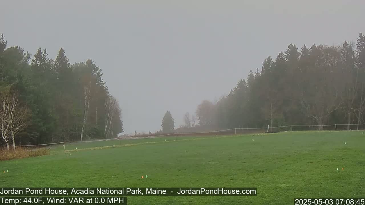 A foggy, green field is bordered by dark green trees under a gray sky.
