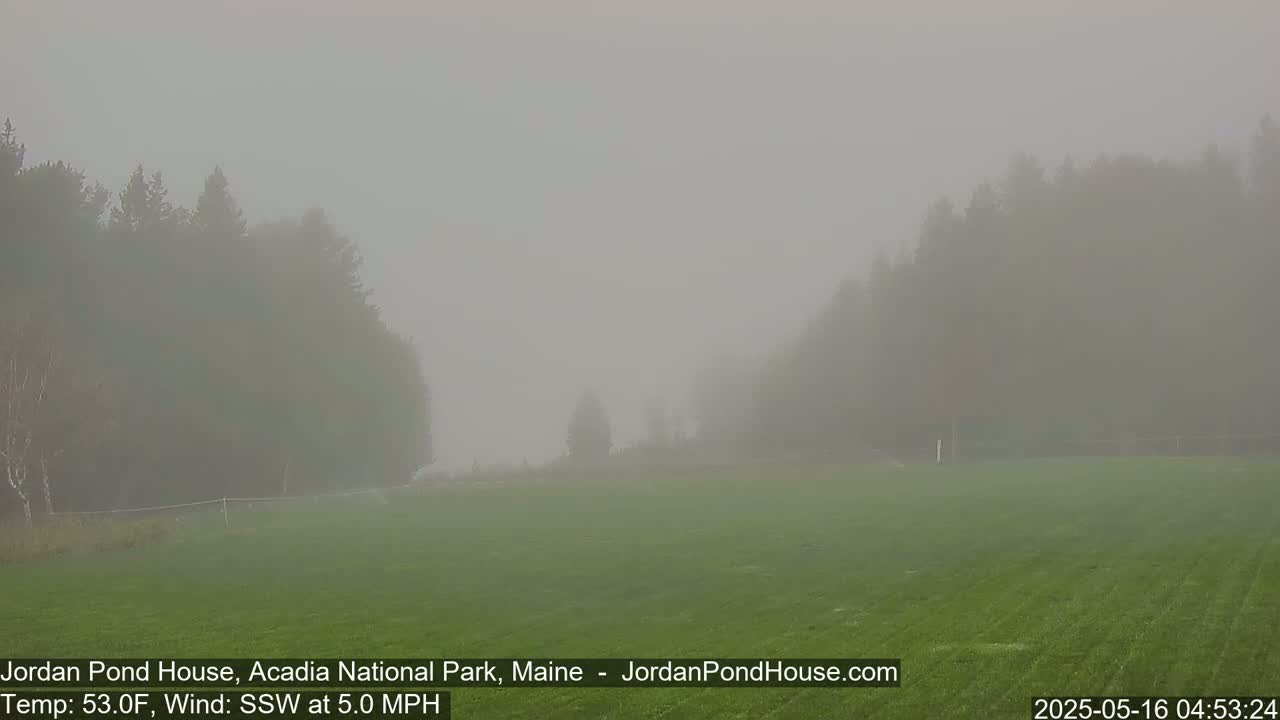 A foggy field with trees in the background, under a gray sky.