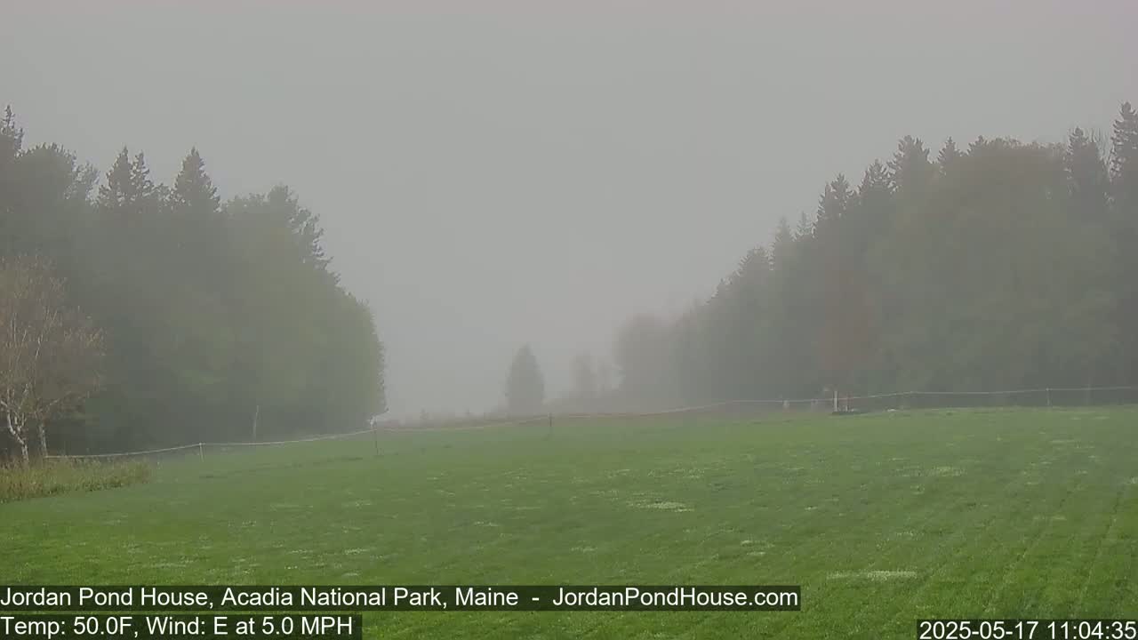 A foggy field is surrounded by dark green trees in a calm, cool environment.