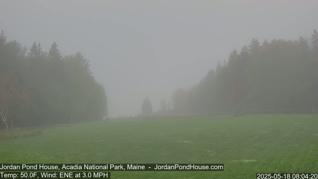 A foggy, grassy field is surrounded by trees in the distance.