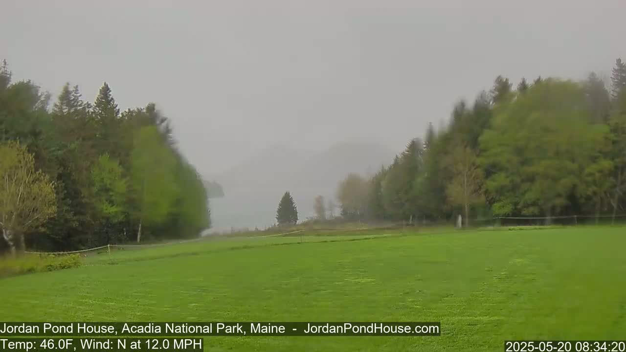 A misty, windy scene shows a green field leading to a body of water partially obscured by trees under a gray sky.