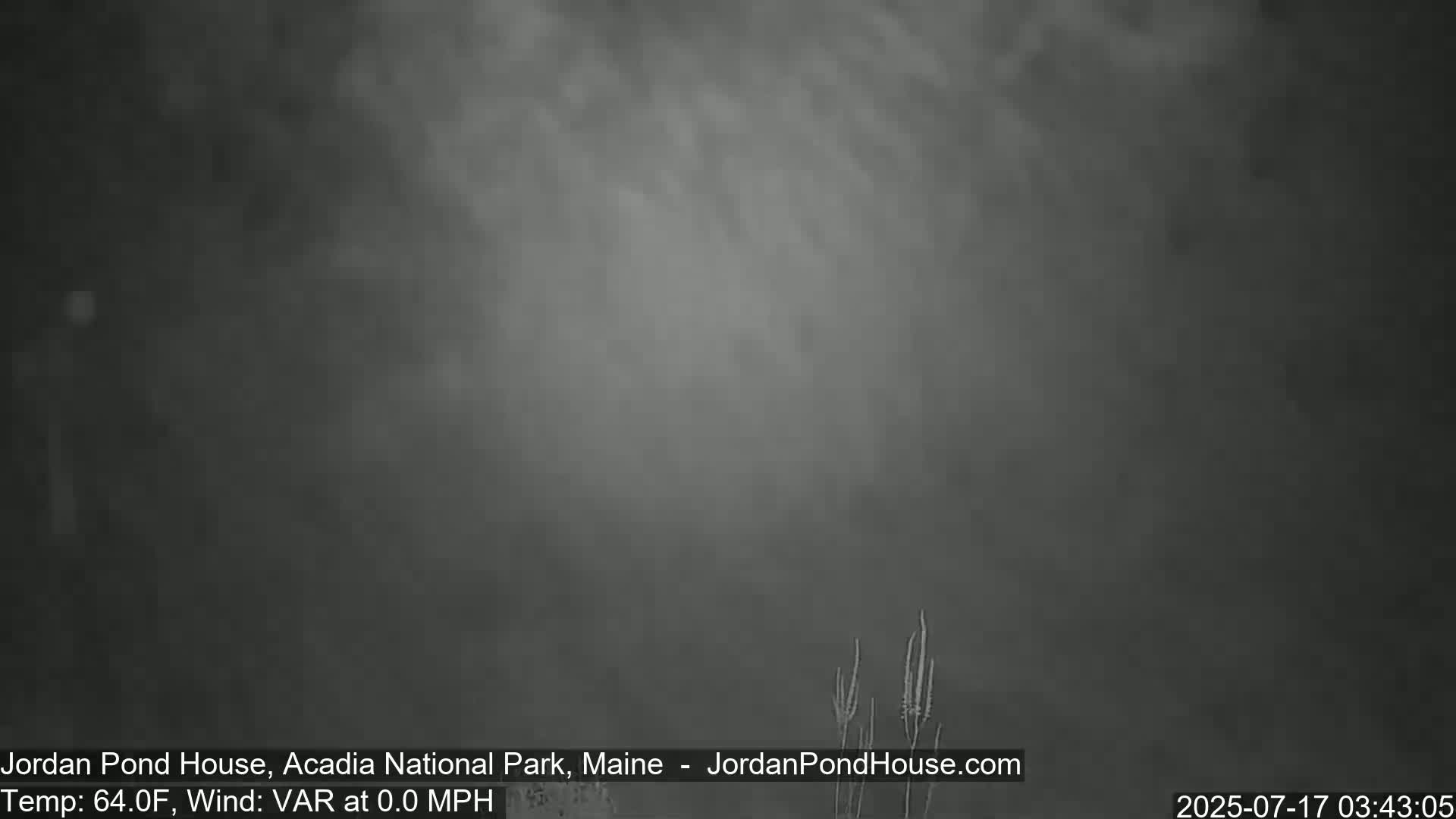 A foggy, still scene shows a few tall grasses in the bottom right corner.