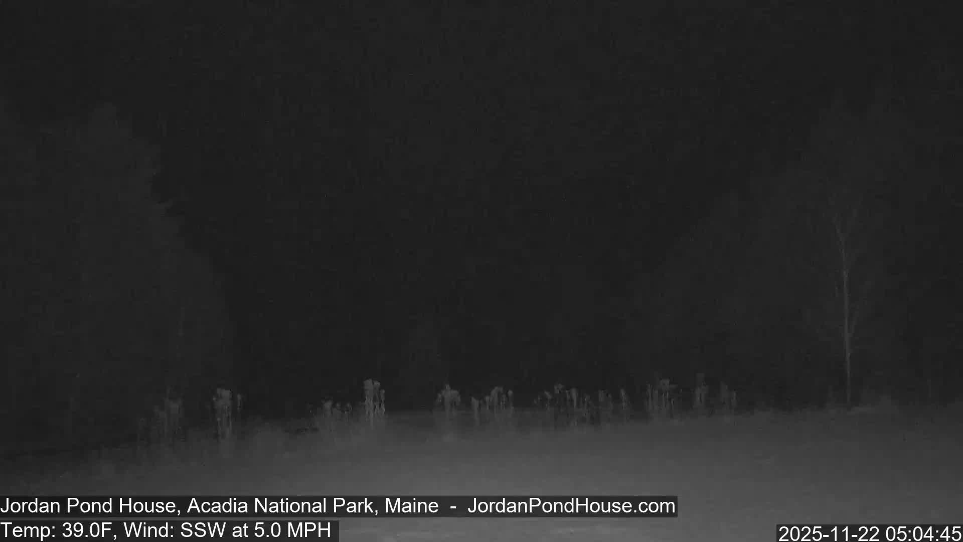 A dark, grainy nighttime image displays faint outlines of bare trees or shrubs against a slightly lighter ground, suggesting cold and clear outdoor conditions.