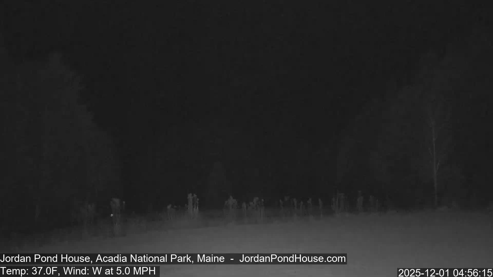 A dark, outdoor scene at night depicts a faint, indistinct line of bare trees across the mid-ground, silhouetted against a uniformly black, overcast sky.