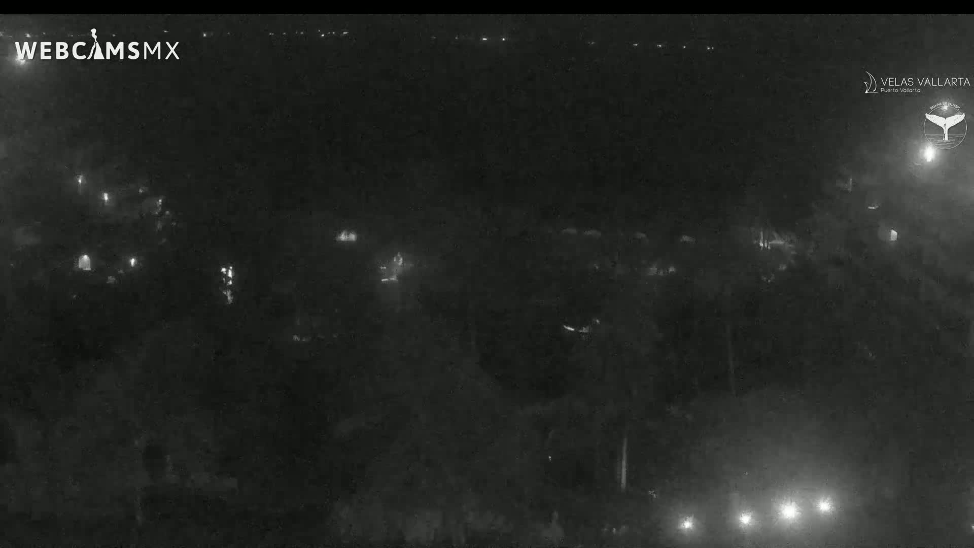 A nighttime, low-light view of a dark, wooded area with scattered points of light.