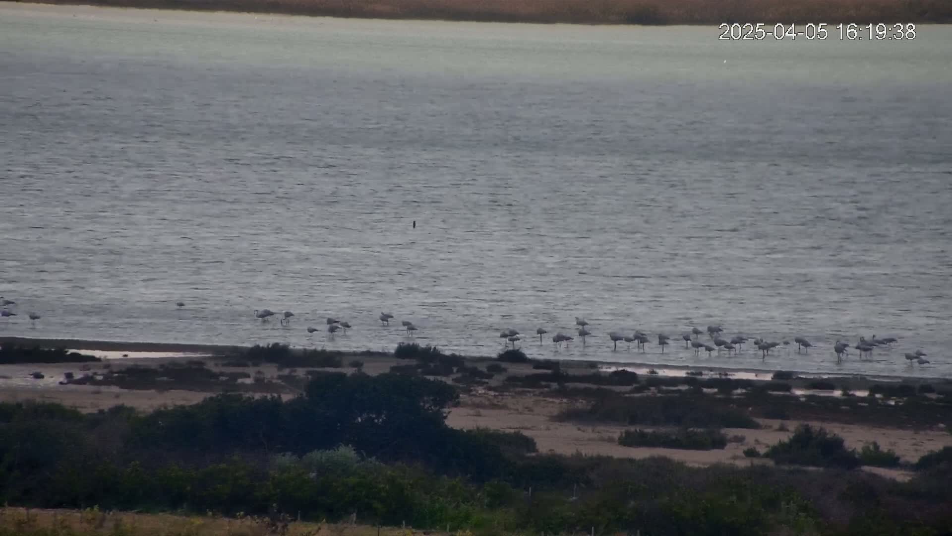 A flock of flamingos stands in shallow water near a shoreline with low-lying vegetation, overlooking a large body of calm, gray water.