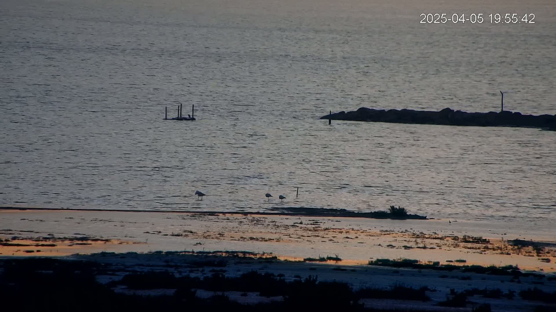 A calm body of water at sunset shows a few birds on a flat, muddy shore near a small jetty.