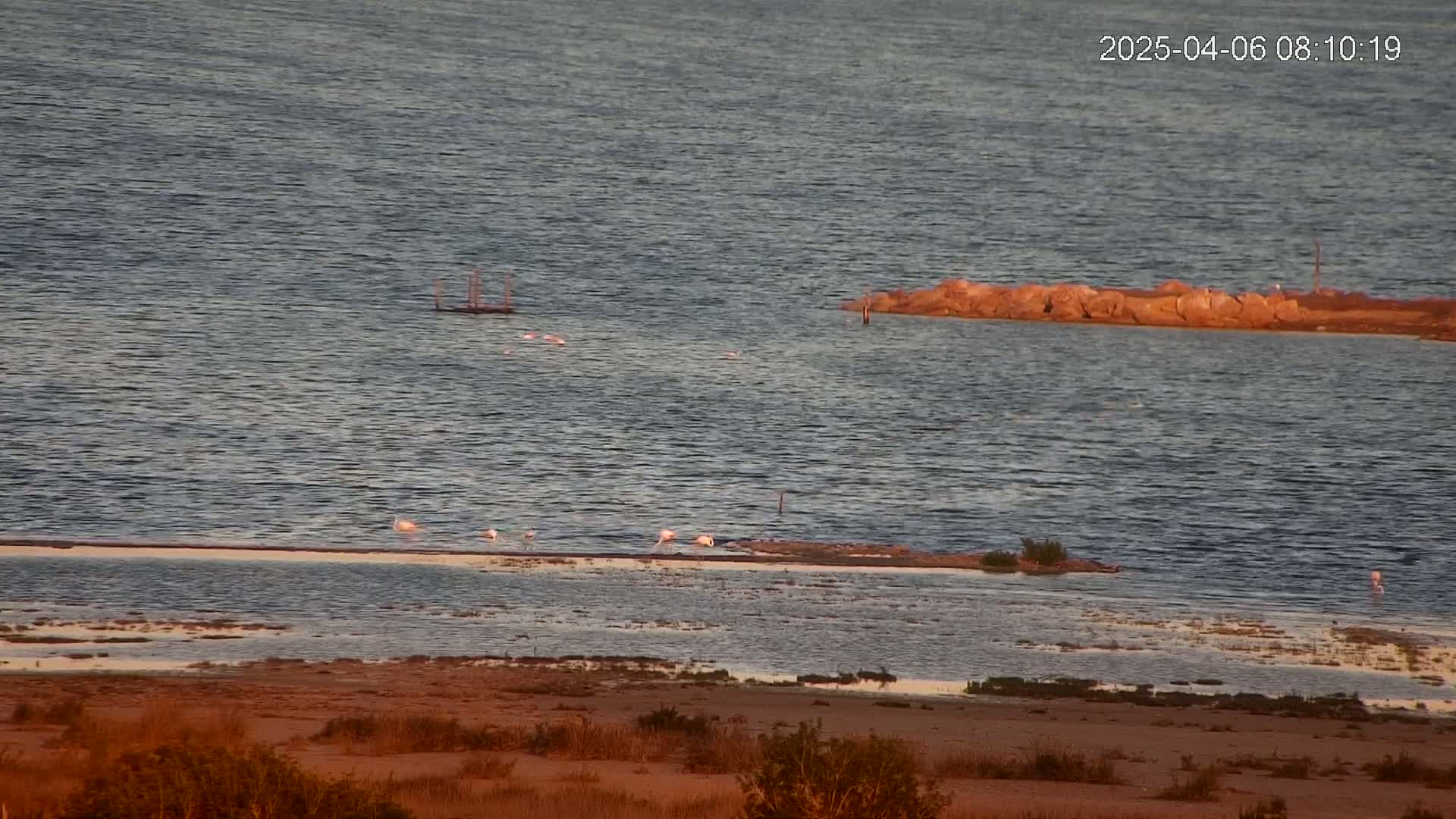 A calm body of water with several pink flamingos wading in shallow areas near a rocky outcrop, under a clear sky.
