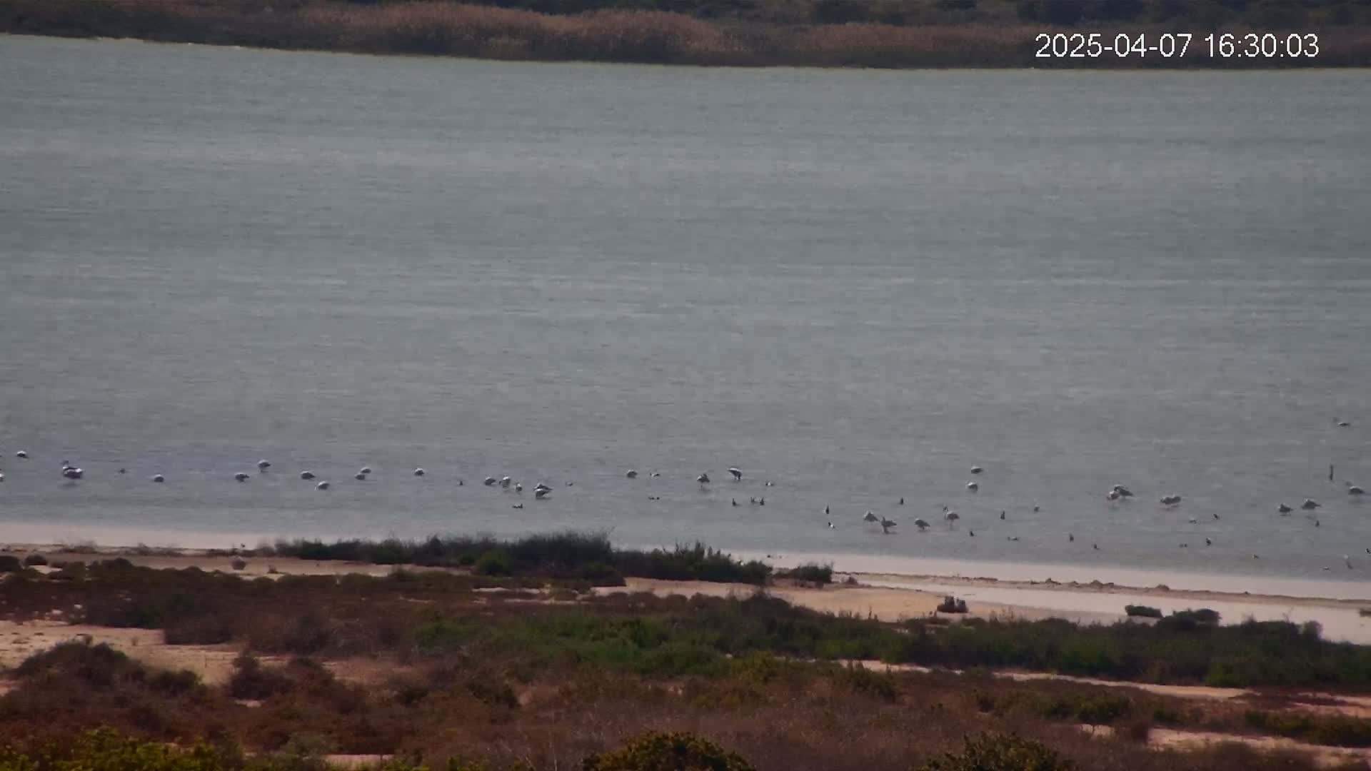 A calm body of water with numerous birds wading near the shore, which is lined with low-lying scrubland.