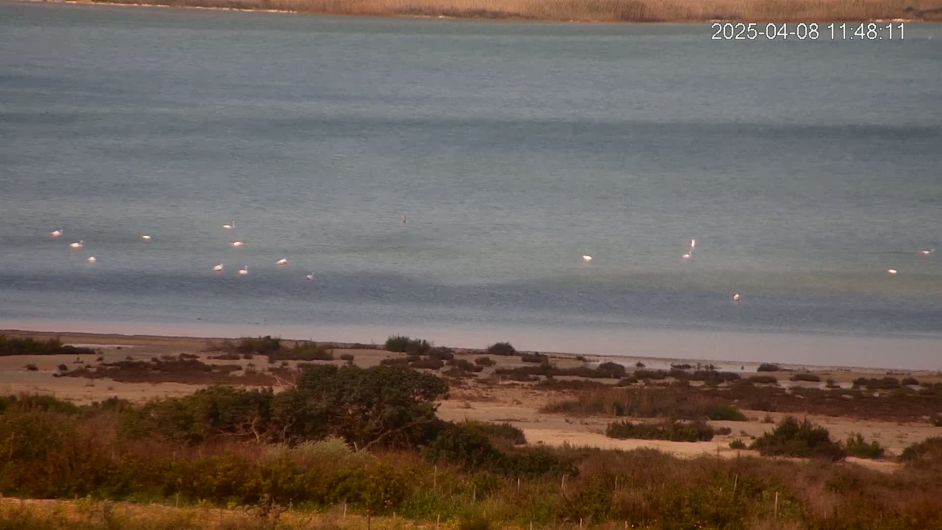 A calm, gray-blue body of water with several white birds floating on its surface, overlooking a tan, shrub-covered shoreline.