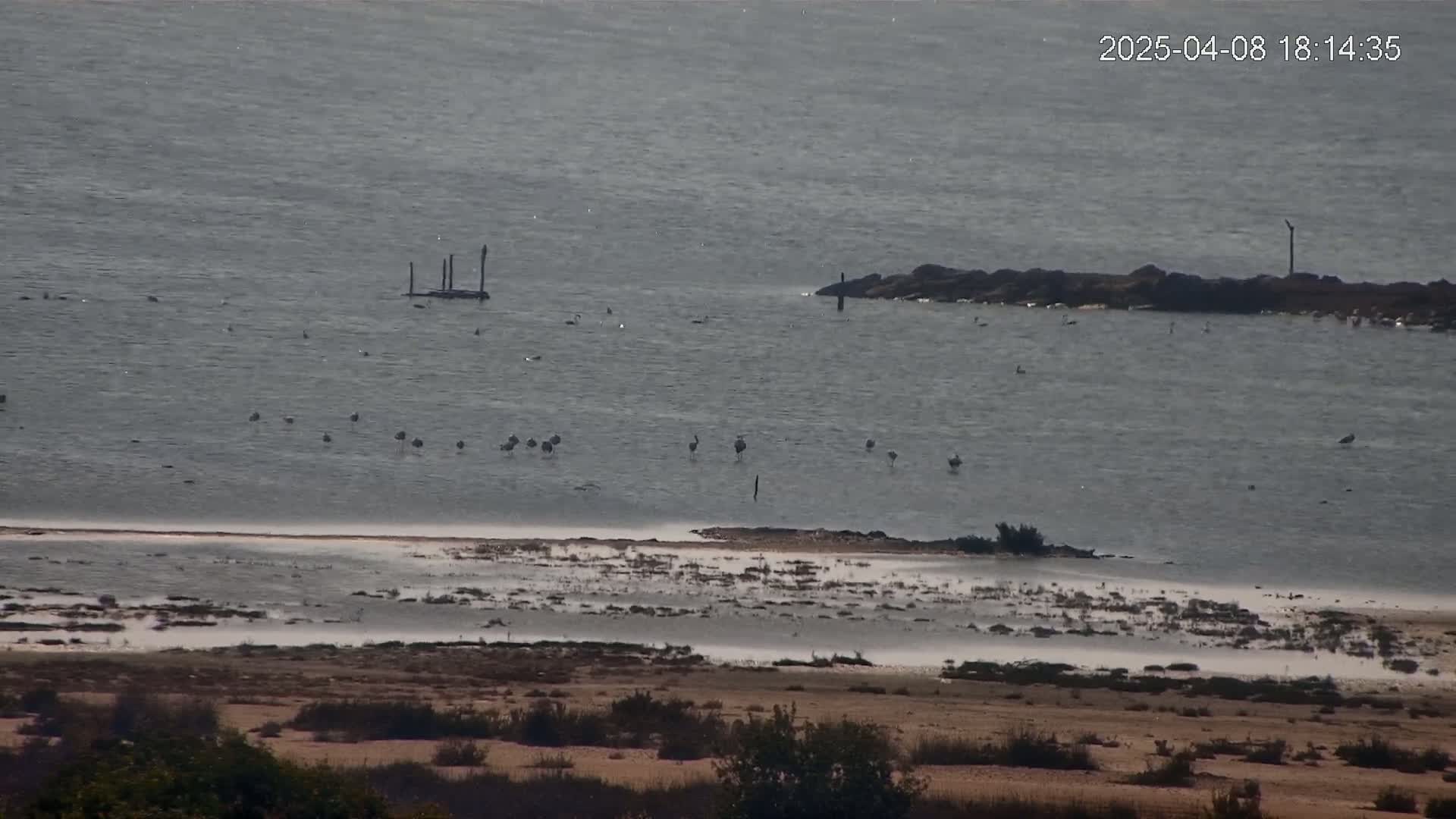 A calm body of water with several birds wading in shallow areas near a rocky shore and a wooden structure, viewed from an elevated perspective.
