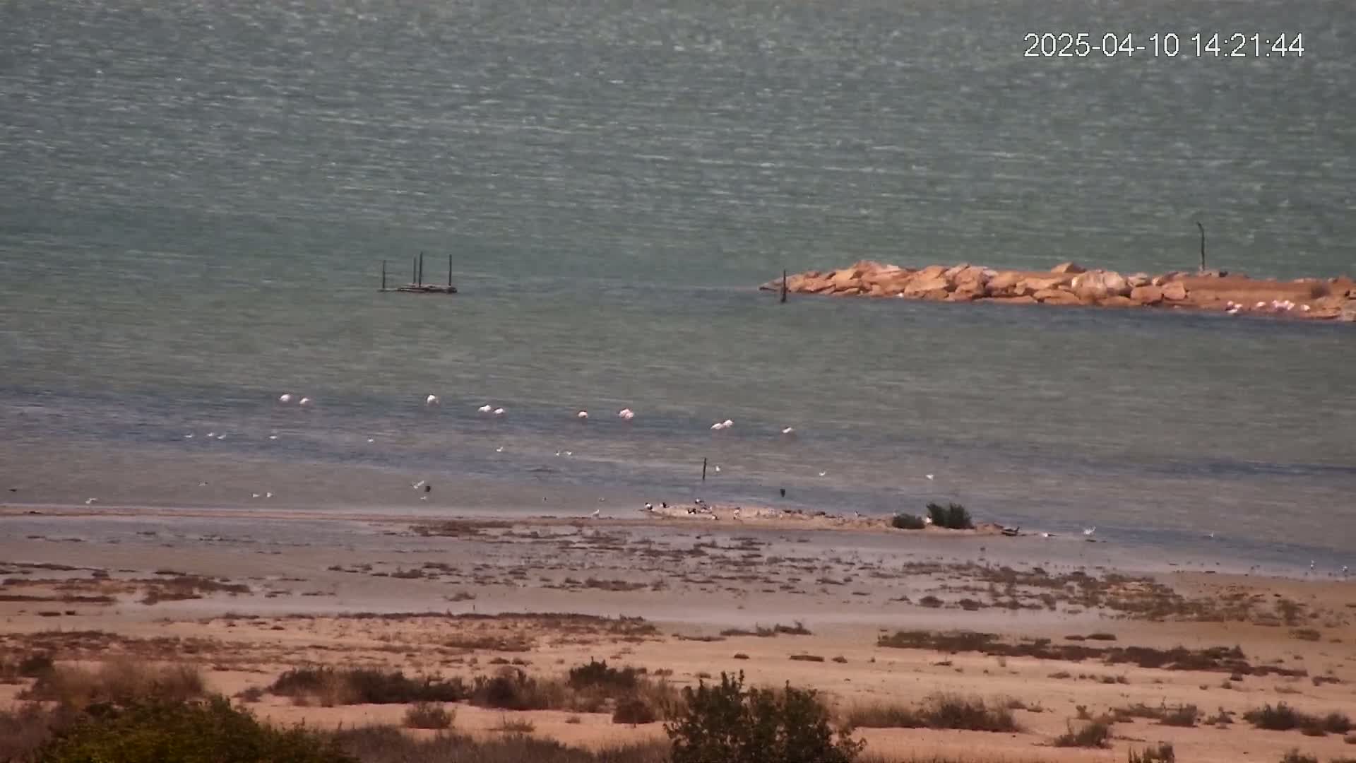 A slightly wavy body of water with a few flocks of pink birds and other smaller birds near a sandy shore under a mostly clear sky.