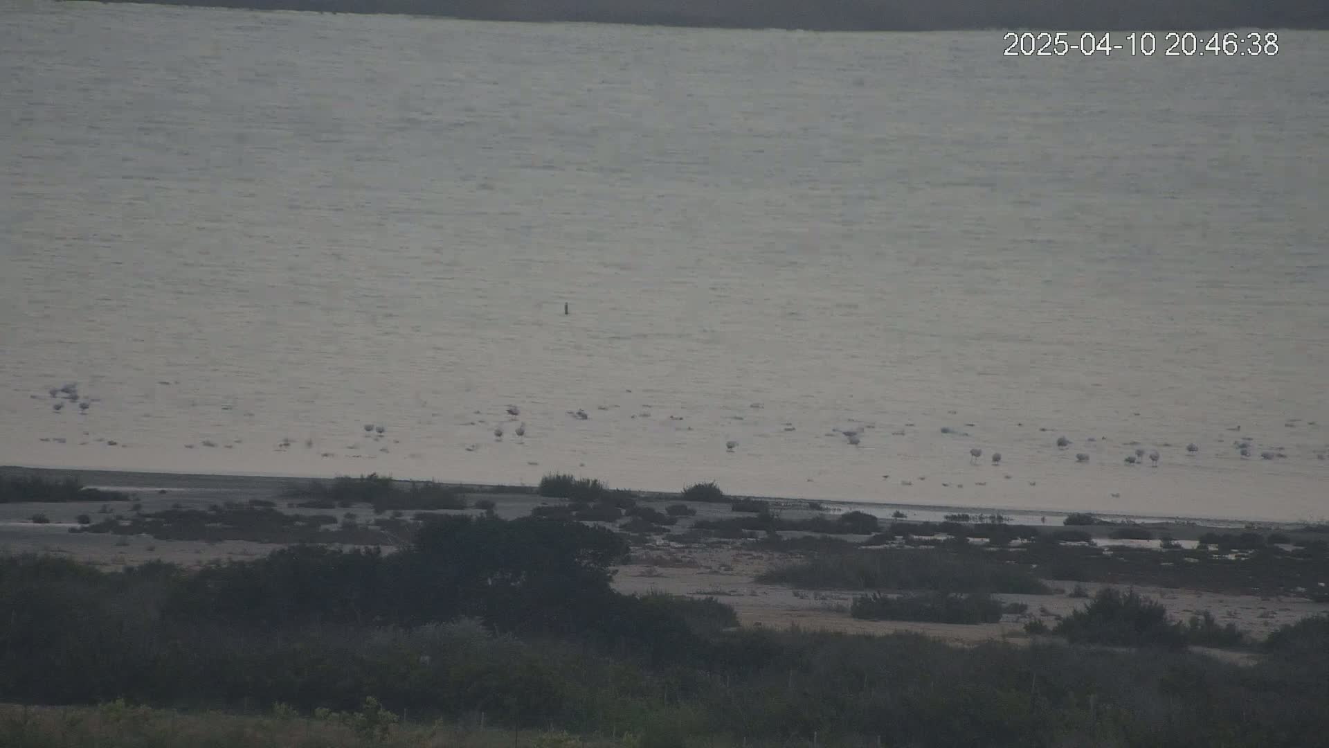 A large body of calm, light-grey water stretches across the image, with a few birds visible near the shore, which is lined with low-lying shrubs and vegetation.