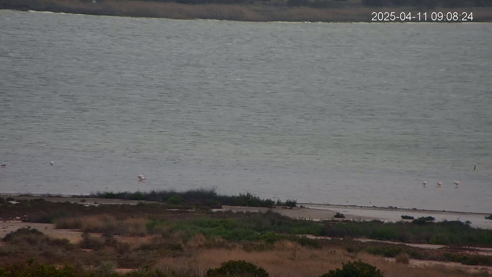 A large body of calm, gray water is seen from a distance, with a few birds visible near the shore and dry, brown vegetation in the foreground.