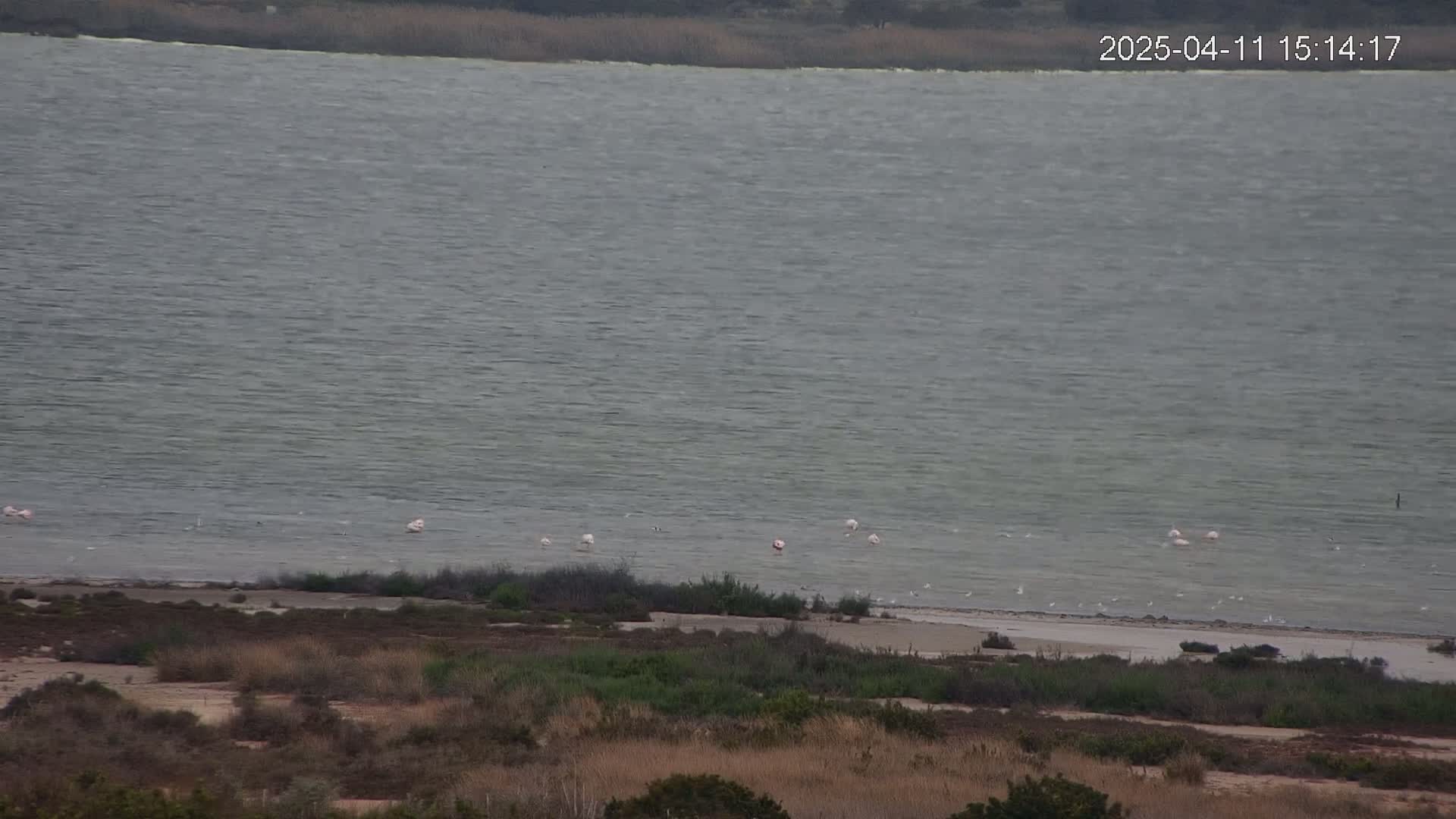 A large body of calm, gray water is seen from a distance, with several pink flamingos and other small birds near the shore, and brown and green vegetation in the foreground.