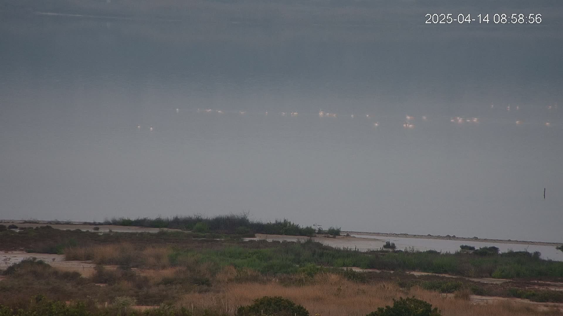 A hazy, overcast day reveals a calm body of water with a line of distant birds, and a foreground of scrubby, dry-looking vegetation.