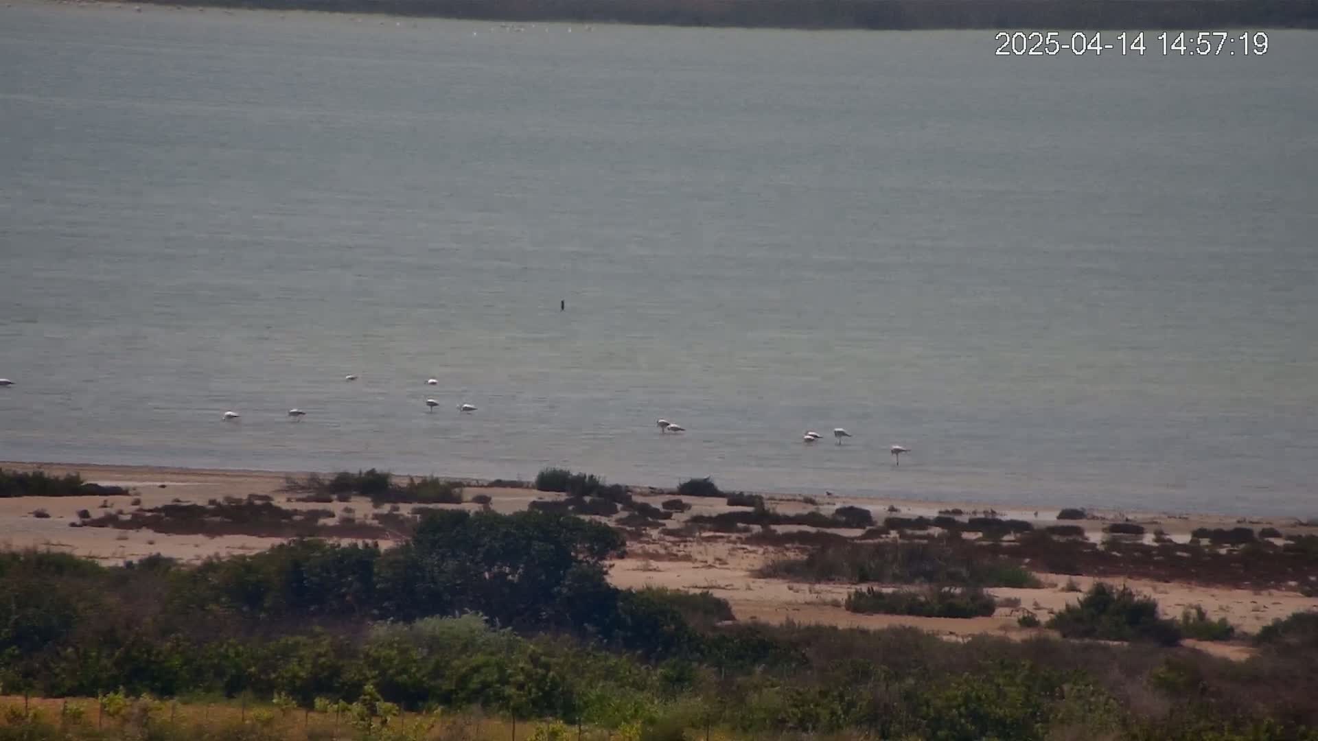 A calm, gray body of water with several flamingos wading near the shore, which is bordered by scrubby vegetation and overlooks more greenery.