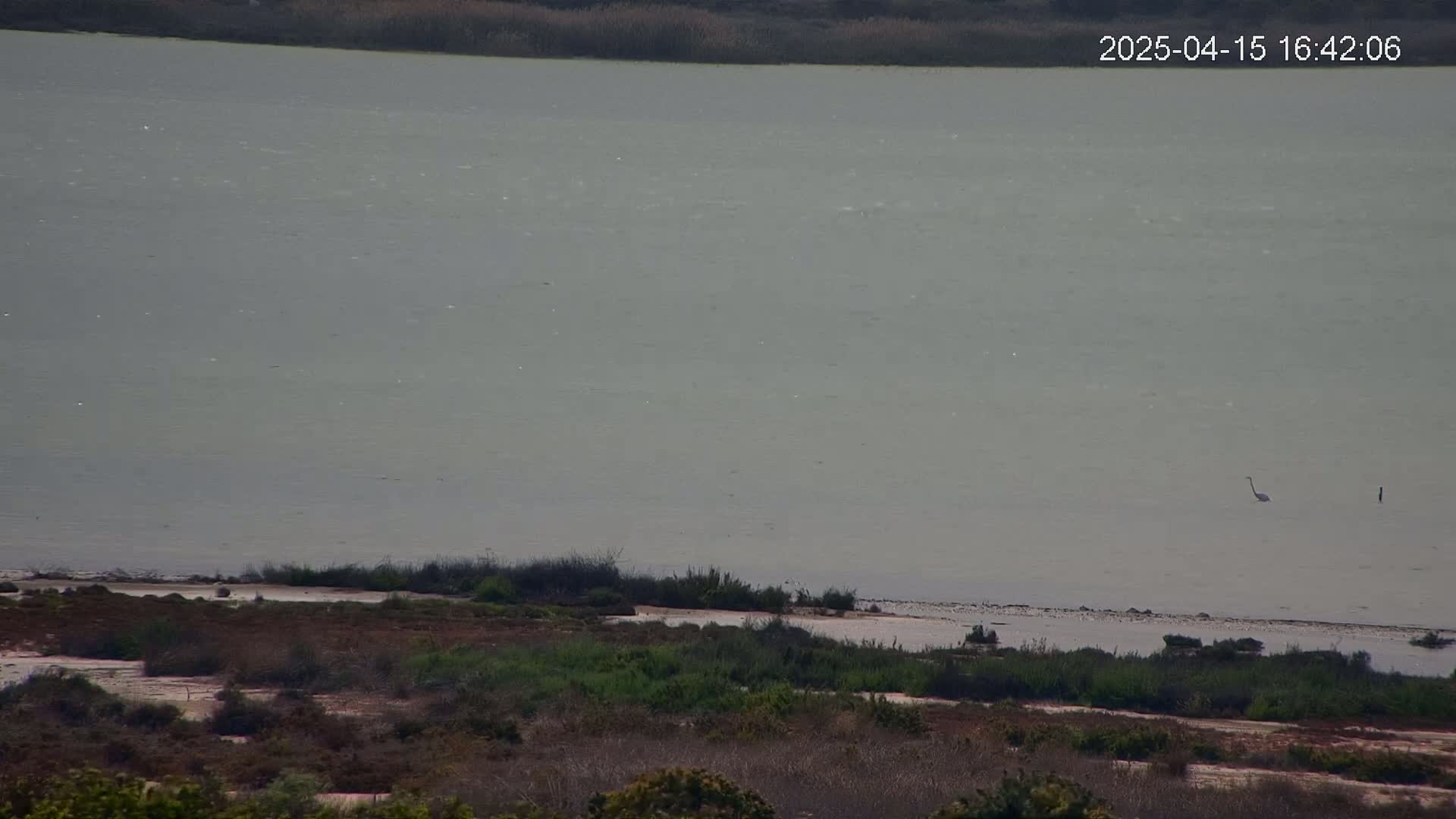 A large body of calm, light-grey water is seen from a distance, with a single bird wading near the shore, and dry, scrubby vegetation in the foreground.