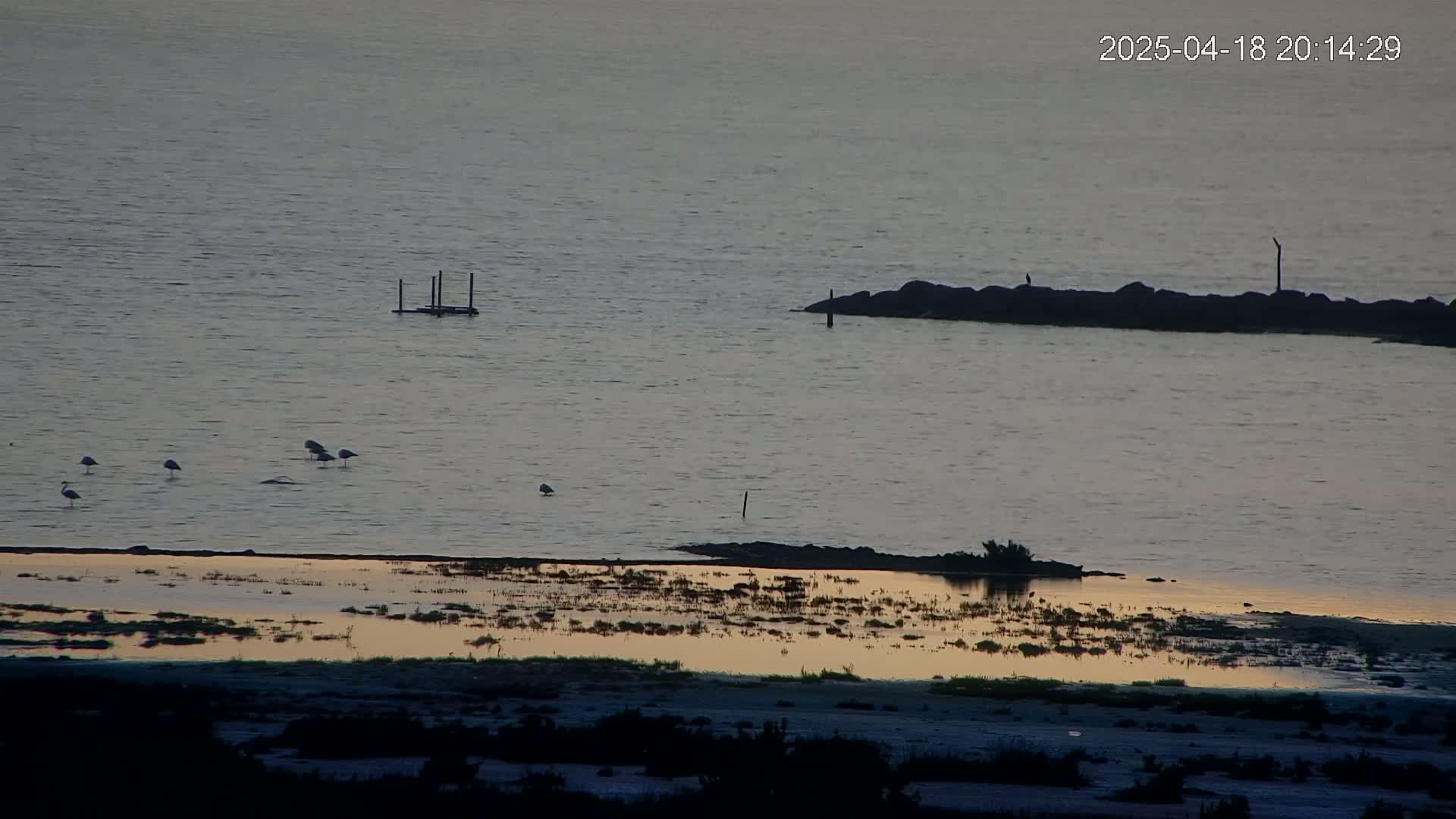 Several birds stand in shallow water near a rocky breakwater on a calm, dusky body of water at sunset.