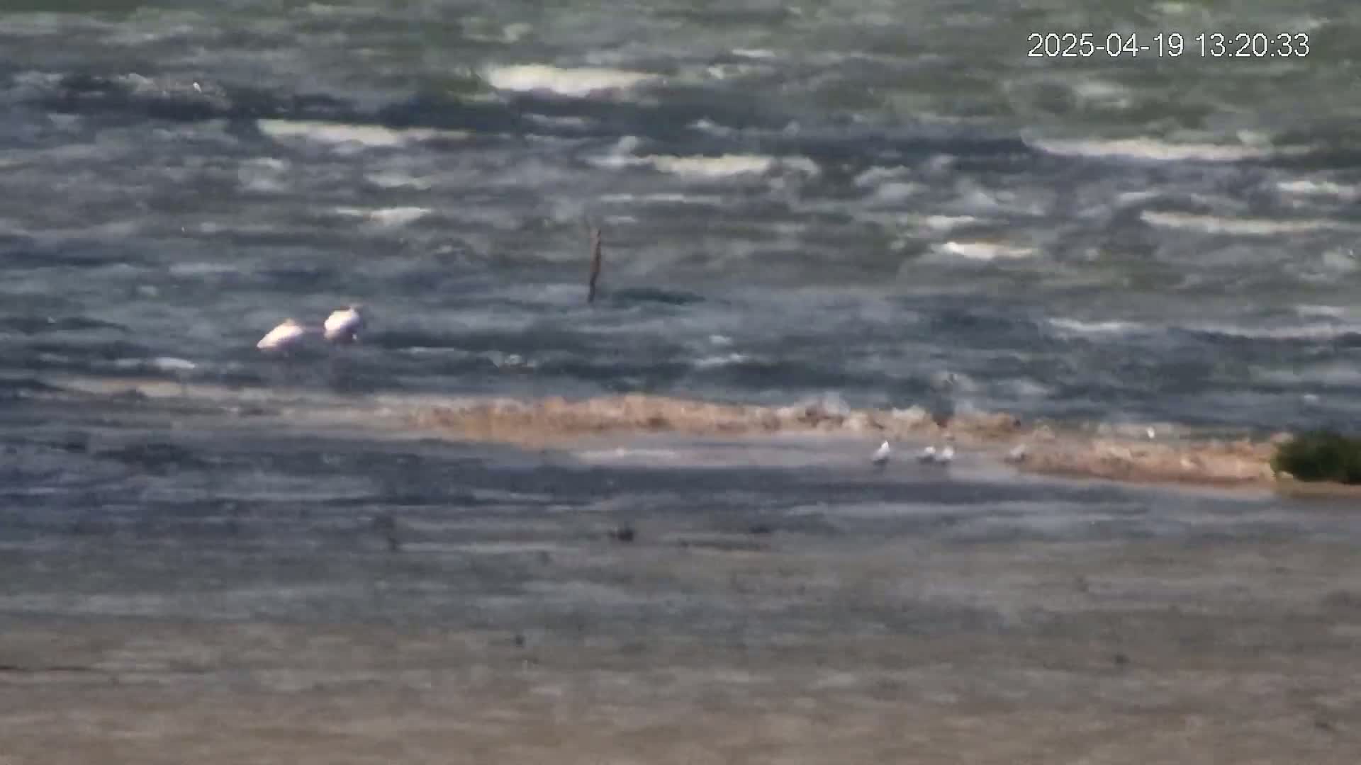 Several birds stand on a shoreline near choppy water.