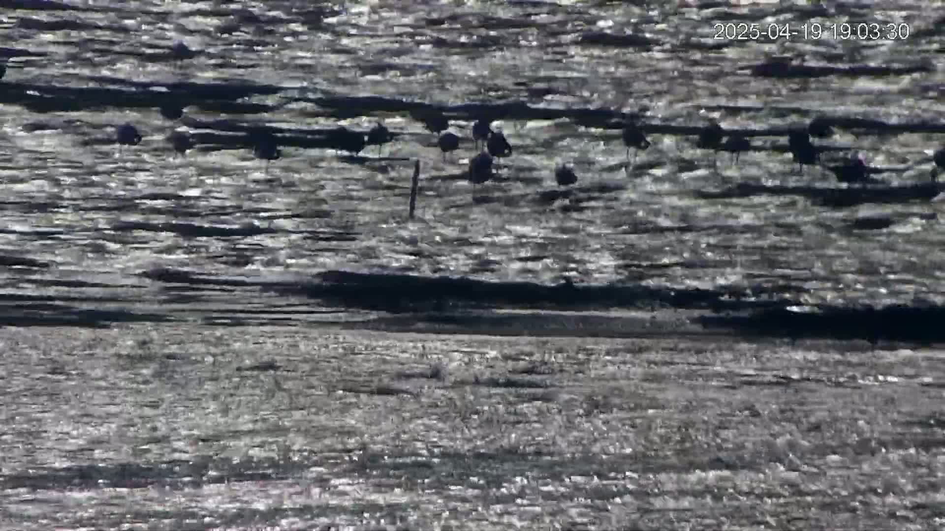 A flock of dark birds stands on a body of water with slightly wavy, glistening surfaces under bright sunlight.