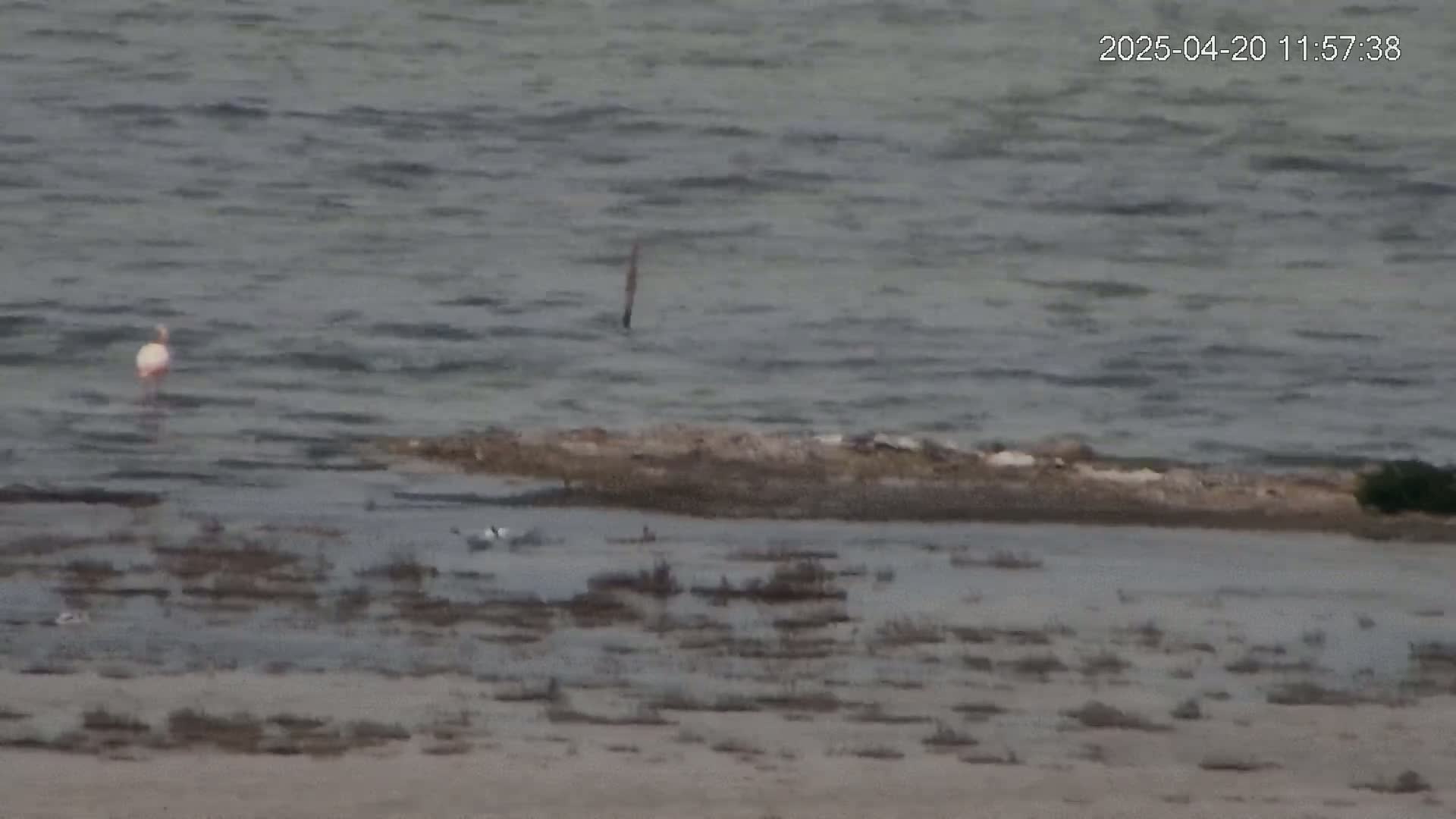 A pink flamingo stands in shallow, choppy water near a small, rocky outcrop, with several smaller birds visible in the foreground.