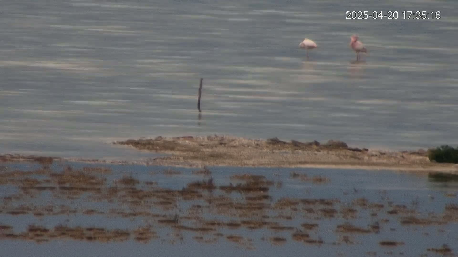 Two pink flamingos stand in shallow, calm water near a small, sandy island with sparse vegetation, surrounded by a marshy area partially submerged in water.