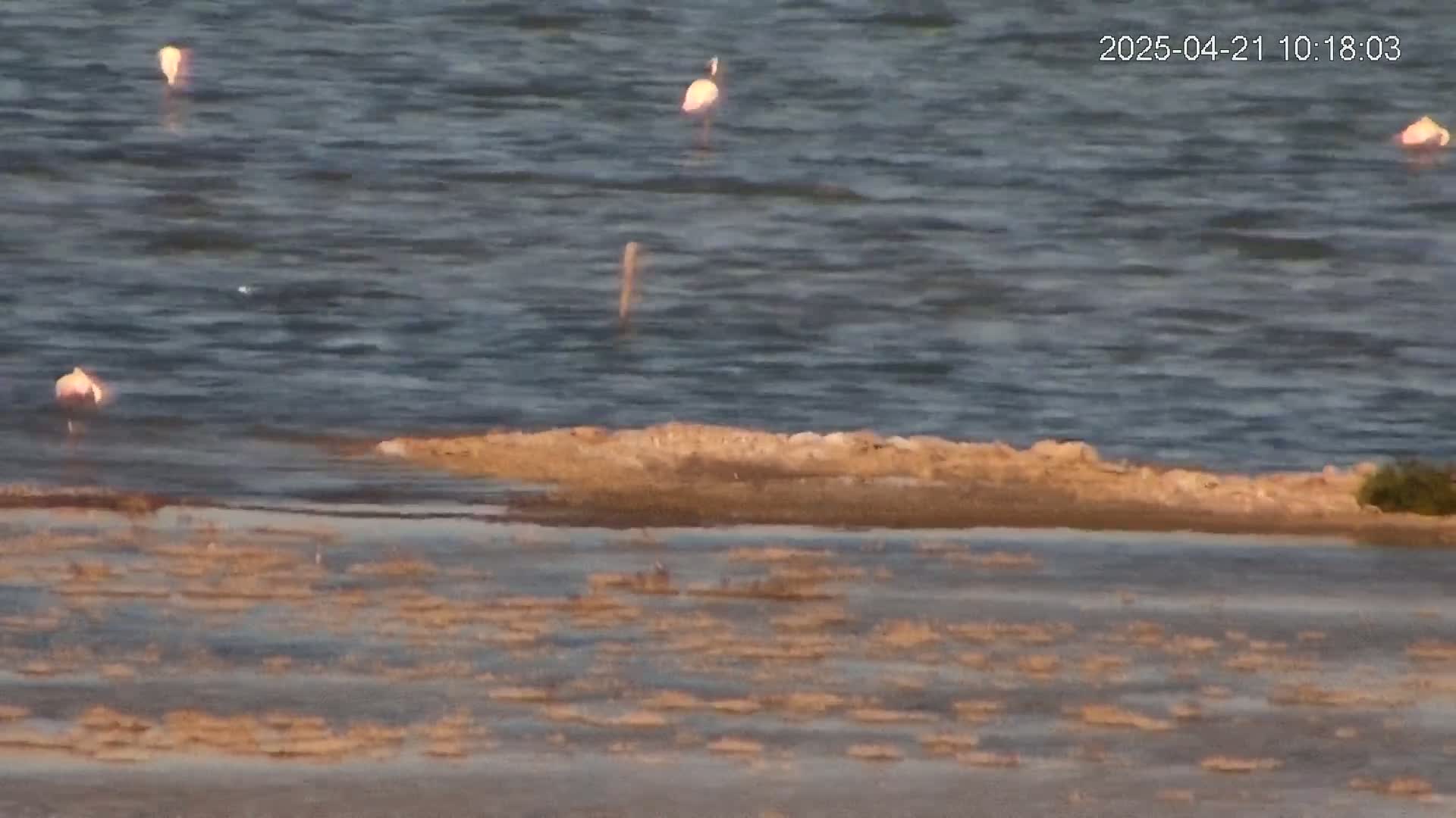 Several pink flamingos stand in a calm body of water with a tan-colored shoreline.
