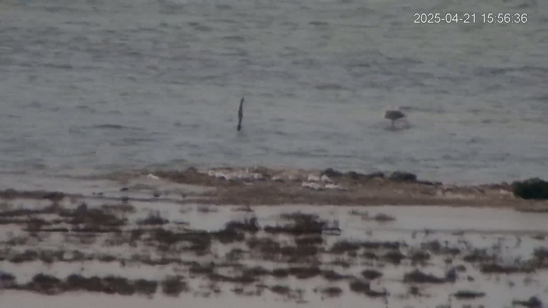 A mostly calm body of water with a bird and a post visible, a shoreline with sparse vegetation partially submerged in shallow water.