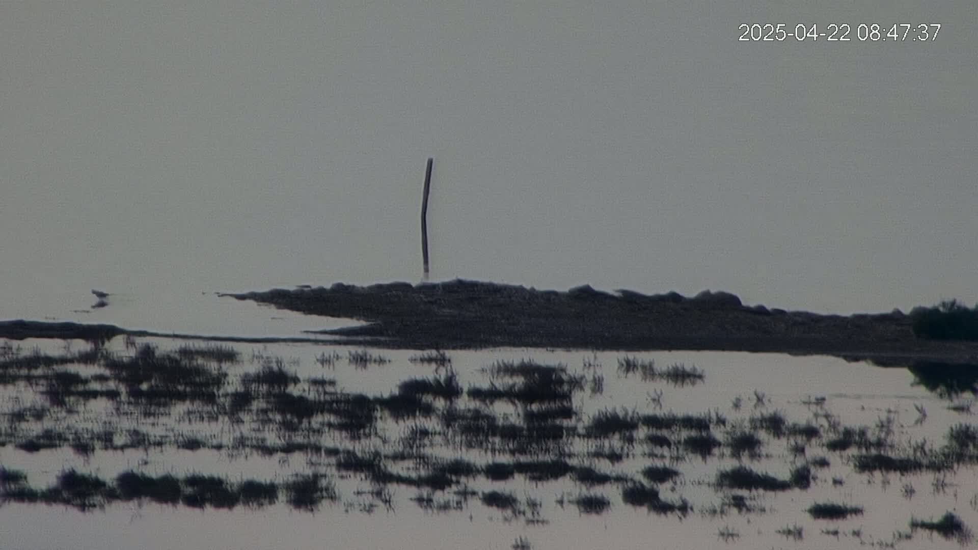 A dark, slender post stands on a low-lying, partially submerged expanse of land covered in sparse vegetation under an overcast sky.