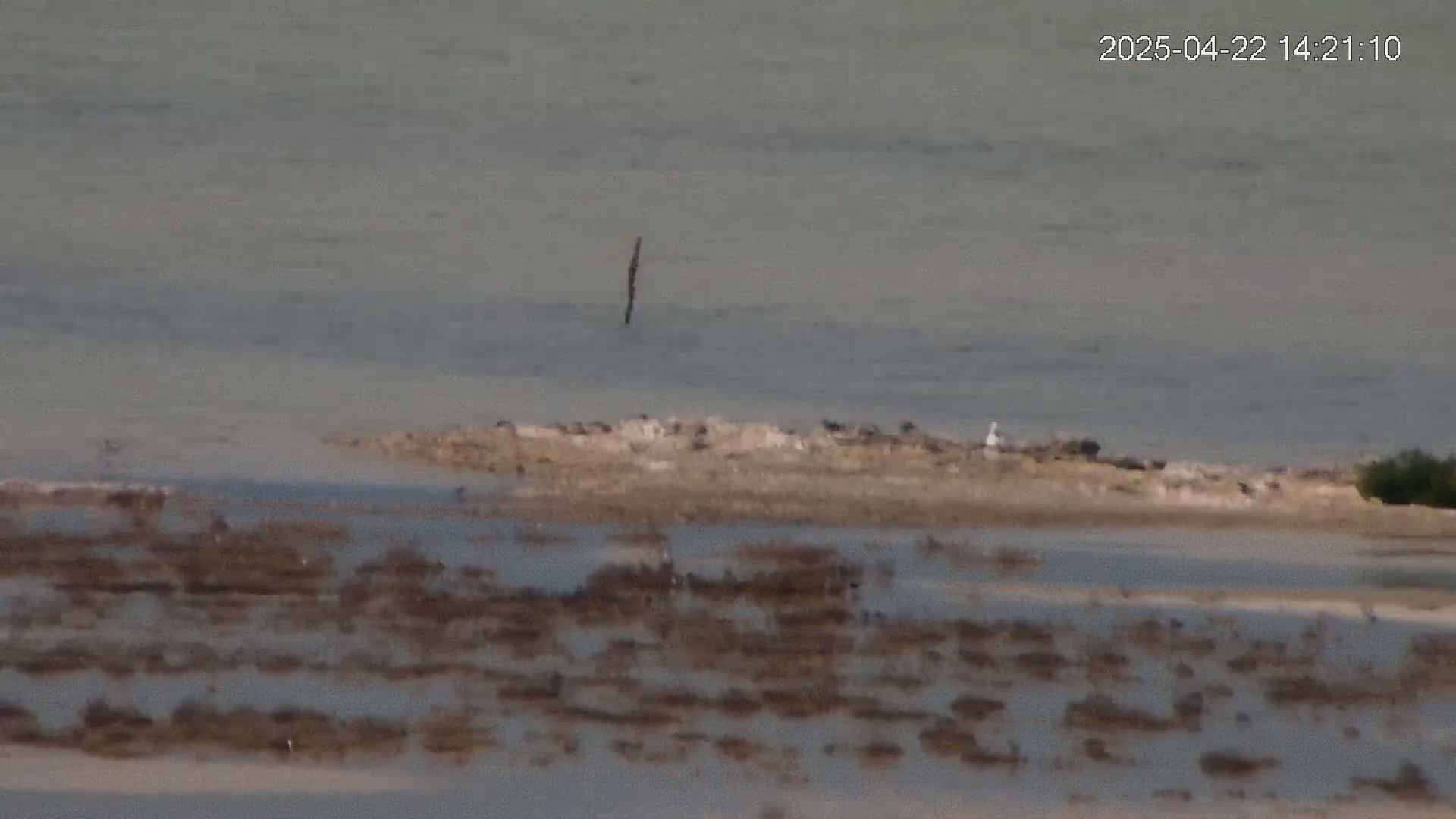 A calm body of water reveals a small, flat island with several birds and a single post in the shallows, surrounded by a low-lying, marshy area.