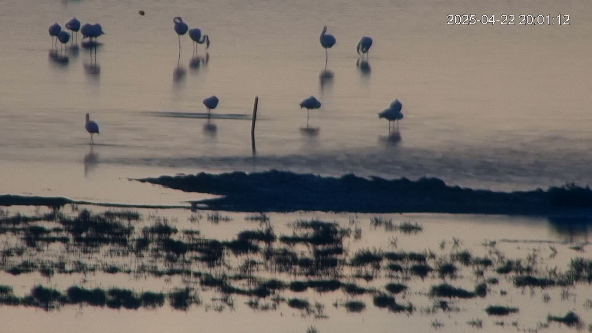 A flock of flamingos stands in shallow, calm water with sparse, submerged vegetation.