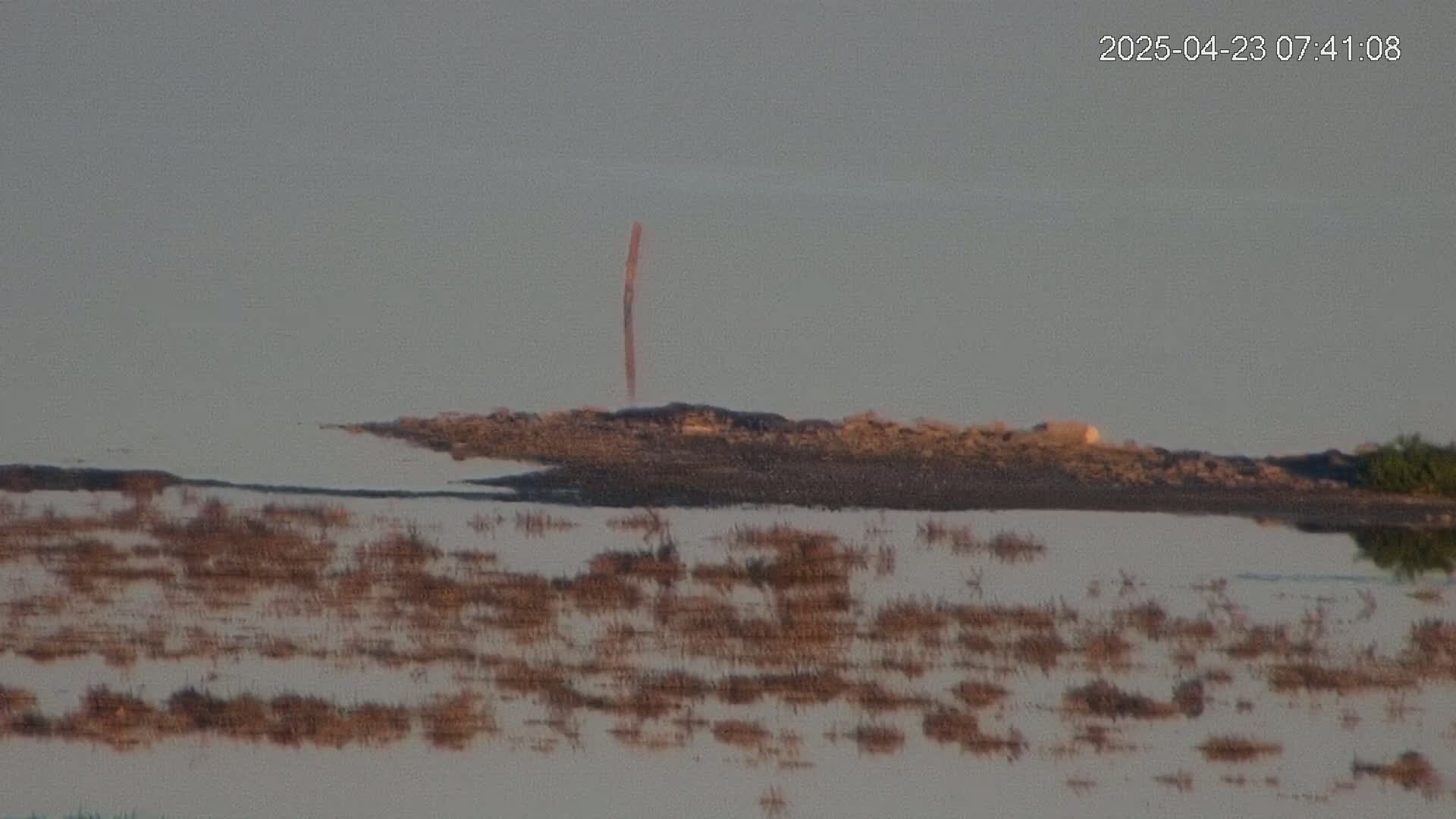 A mostly calm body of water reflects a pale sky, with sparse, low-lying vegetation partially submerged in shallow water near the shore where a lone post stands.