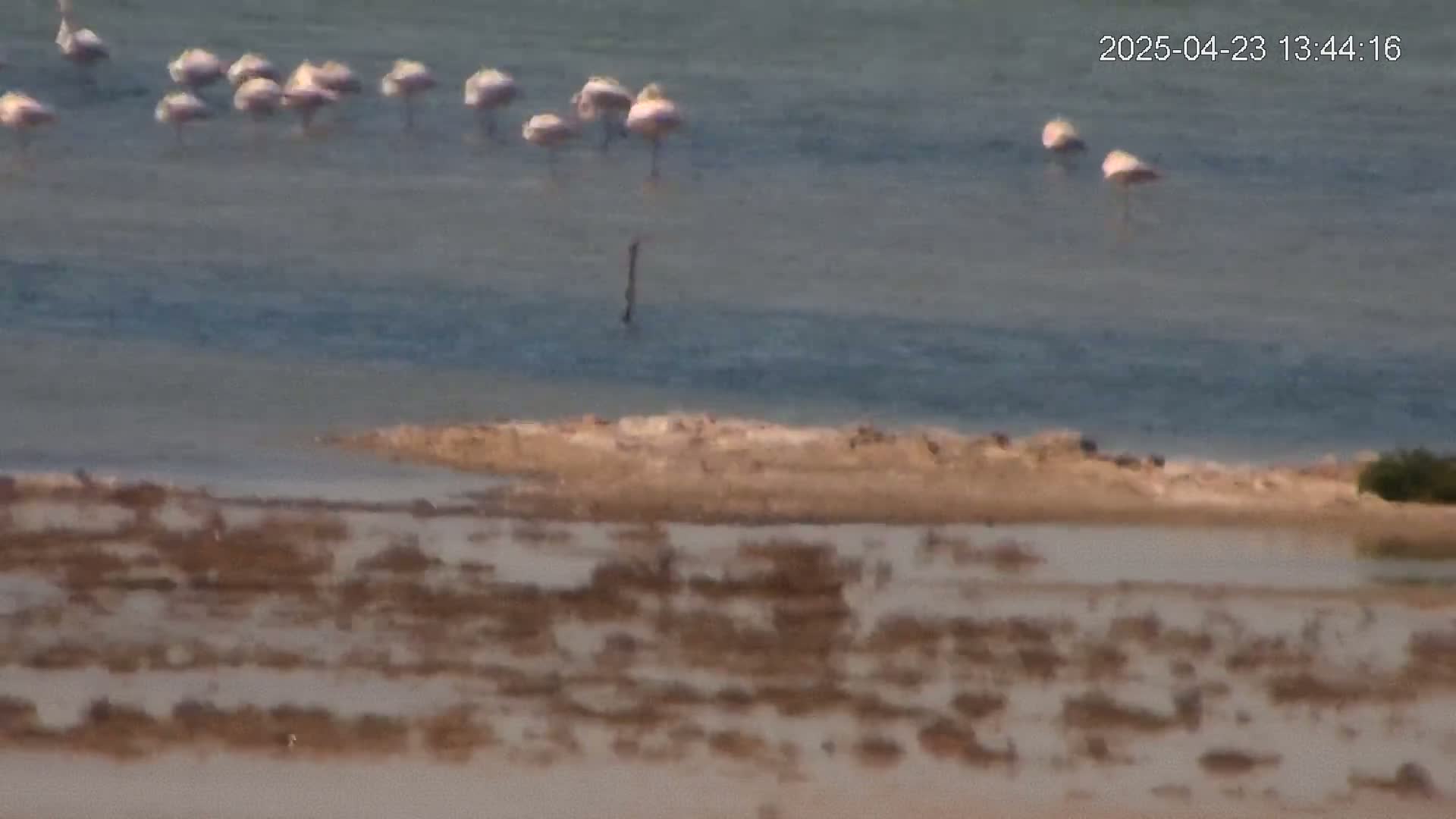 A flock of pink flamingos stands in shallow, calm water near a sandy shore.