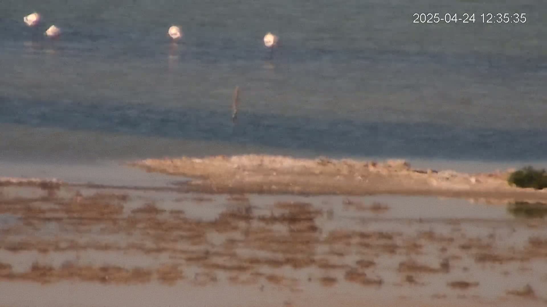 Several flamingos are visible in a calm body of water near a muddy, shallow shoreline.