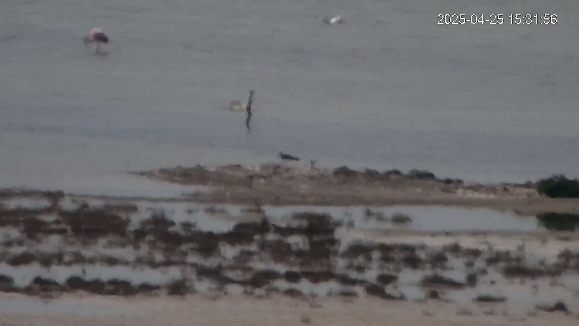 Several birds are in a shallow body of water near a rocky shoreline under an overcast sky.