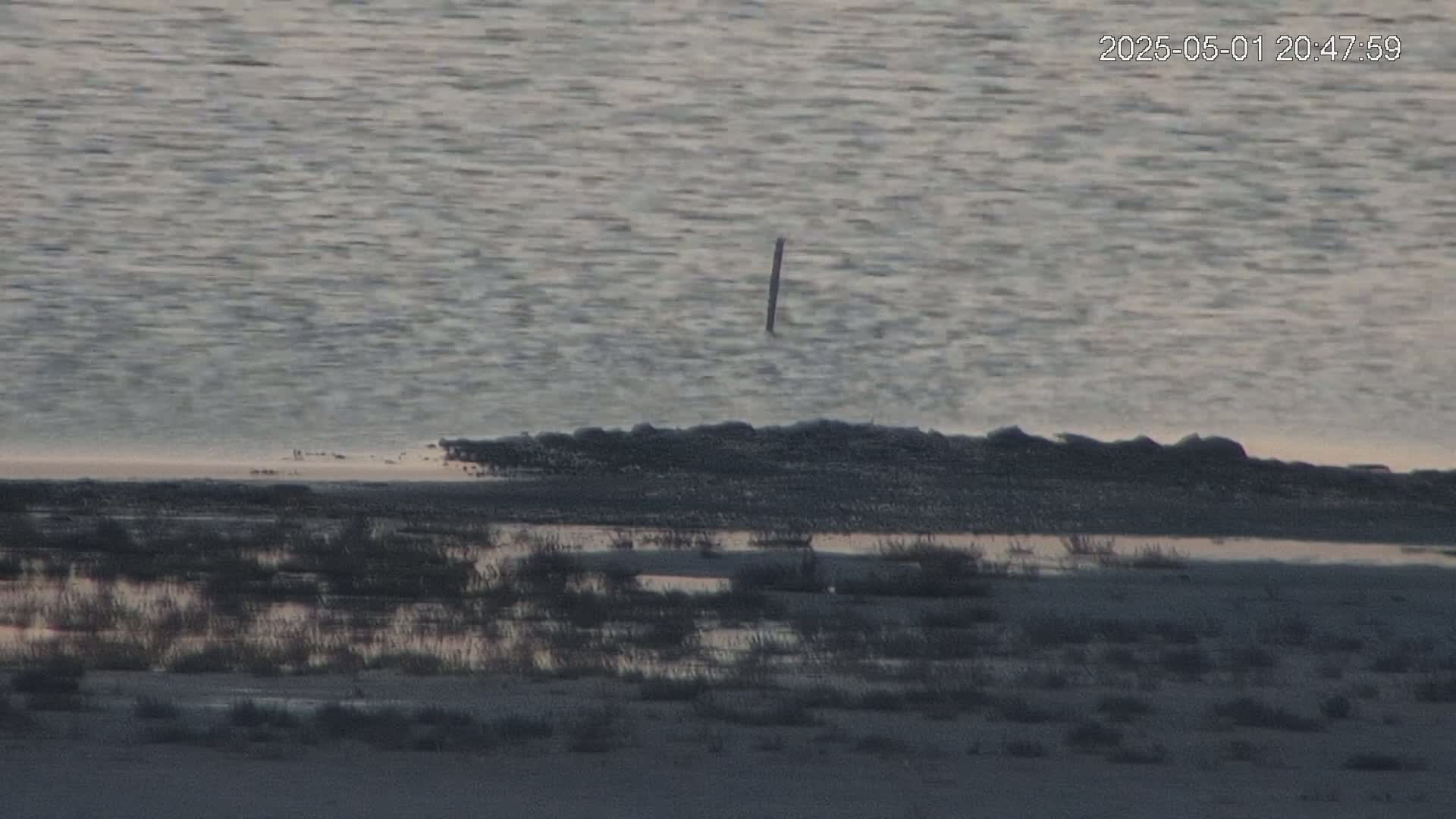 A calm body of water meets a flat, sparsely vegetated shoreline under a dusky sky.