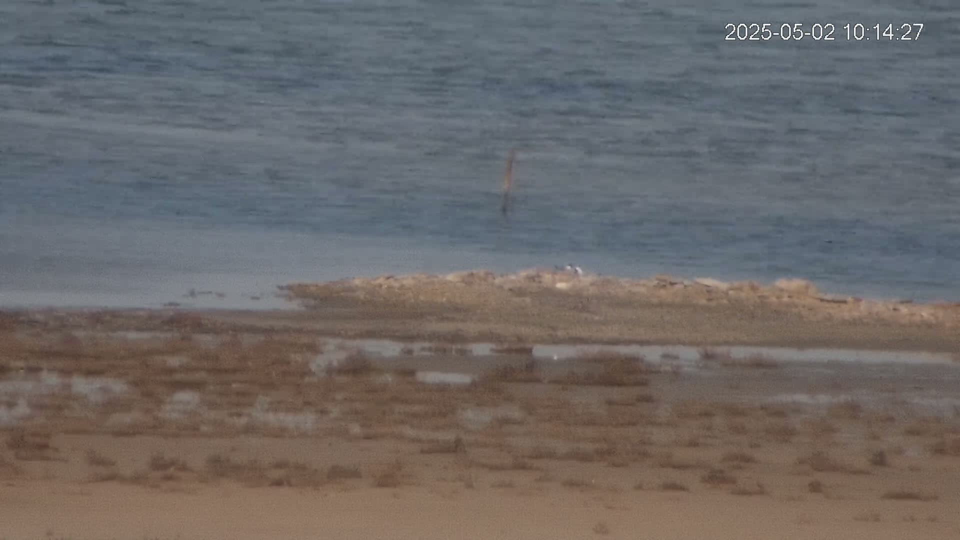 A calm body of water meets a flat, sandy shoreline with sparse vegetation and small patches of standing water.
