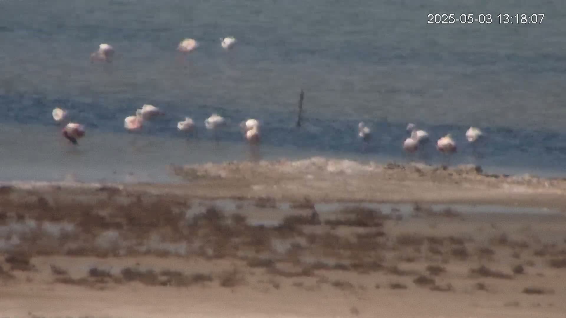 A flock of flamingos stands in shallow, calm water near a muddy shoreline.