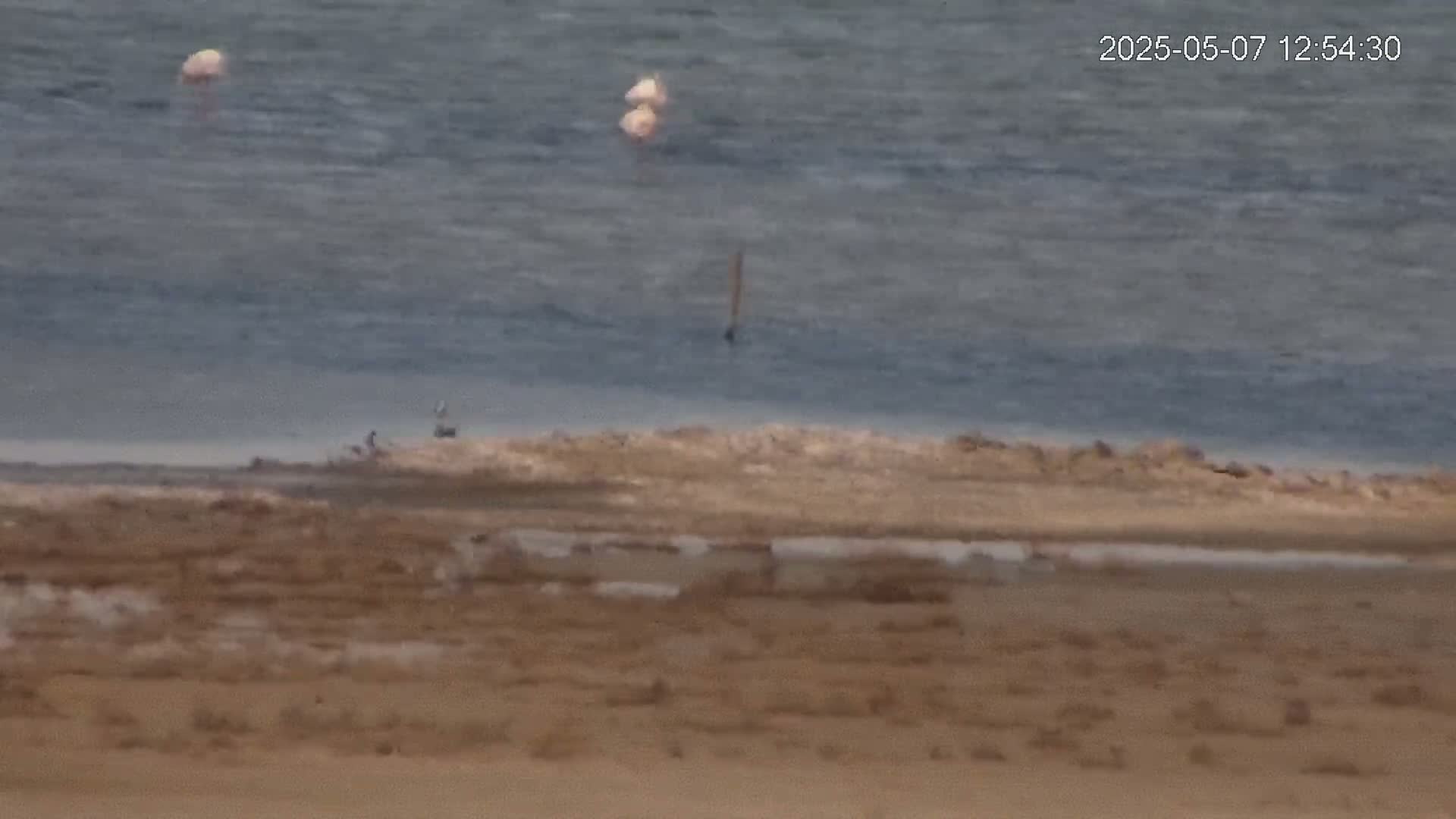 Several pink flamingos are visible on a calm body of water near a flat, sandy shoreline.