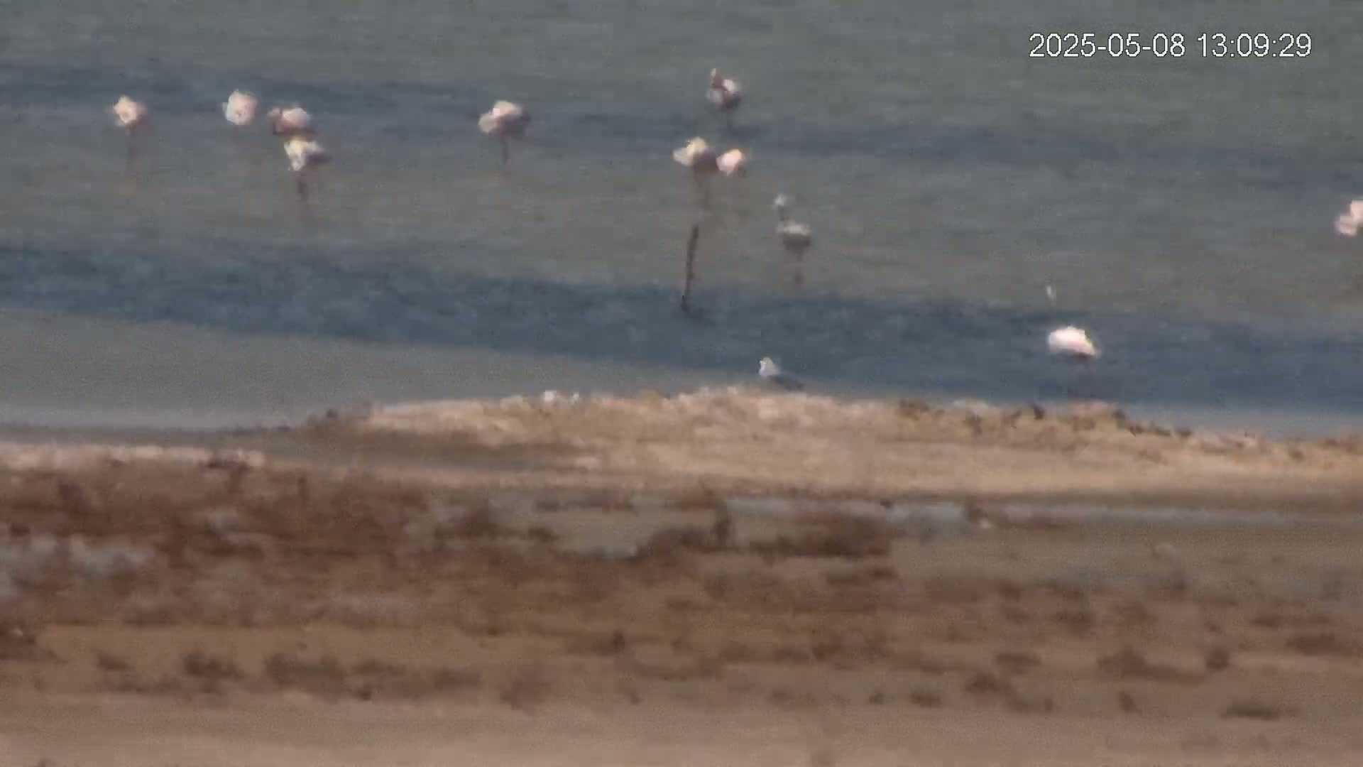 A flock of pink flamingos stand in shallow, wavy water near a muddy shoreline.