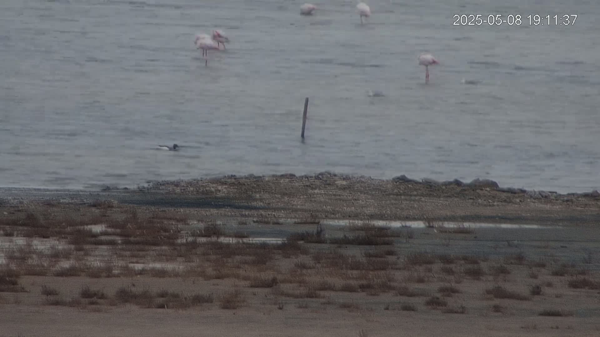 A dark-colored bird swims in choppy gray water near several pink flamingos and a barren shoreline.