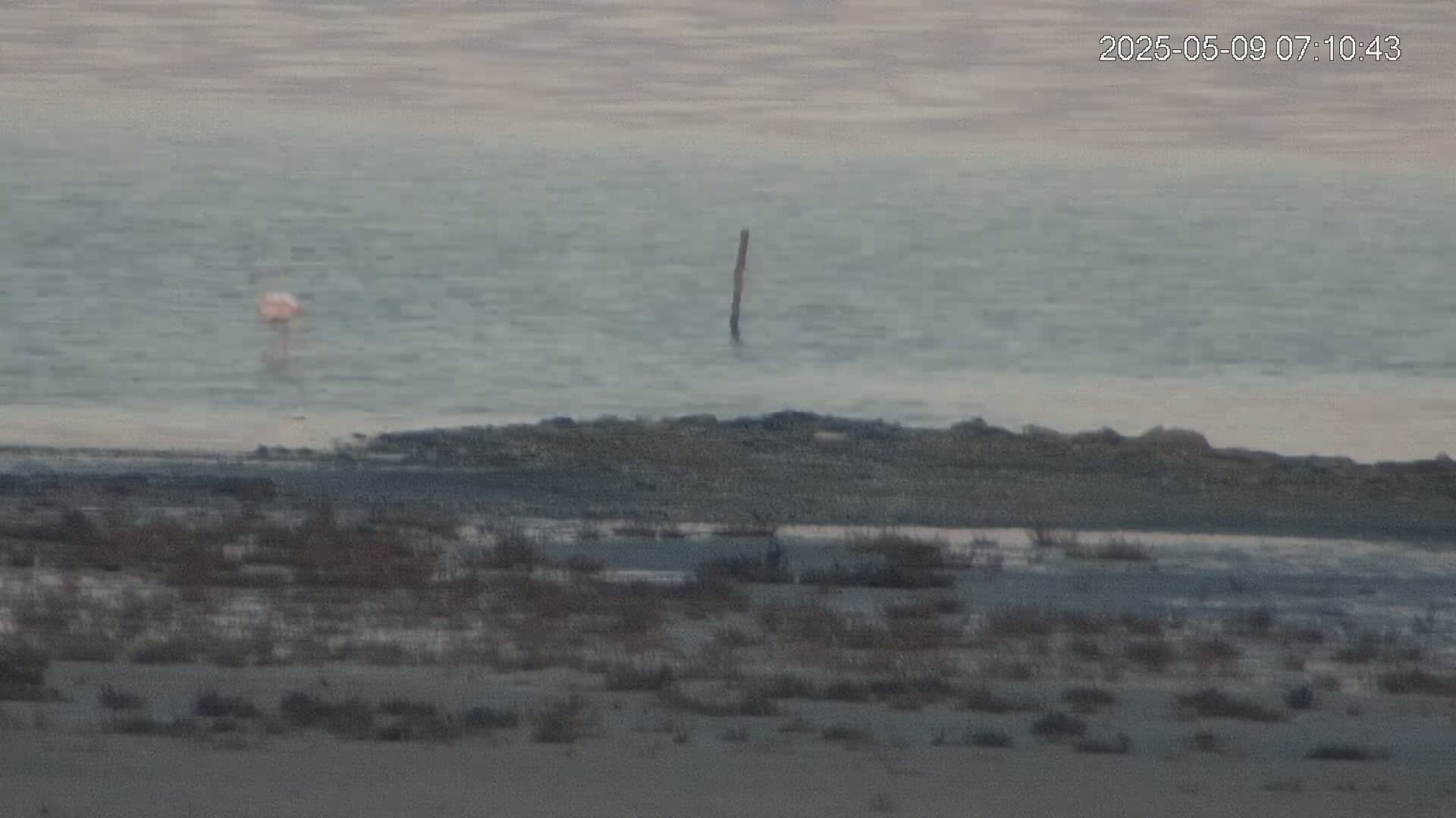 A single pink flamingo stands in calm, pale-blue water near a shoreline with sparse, dry vegetation.