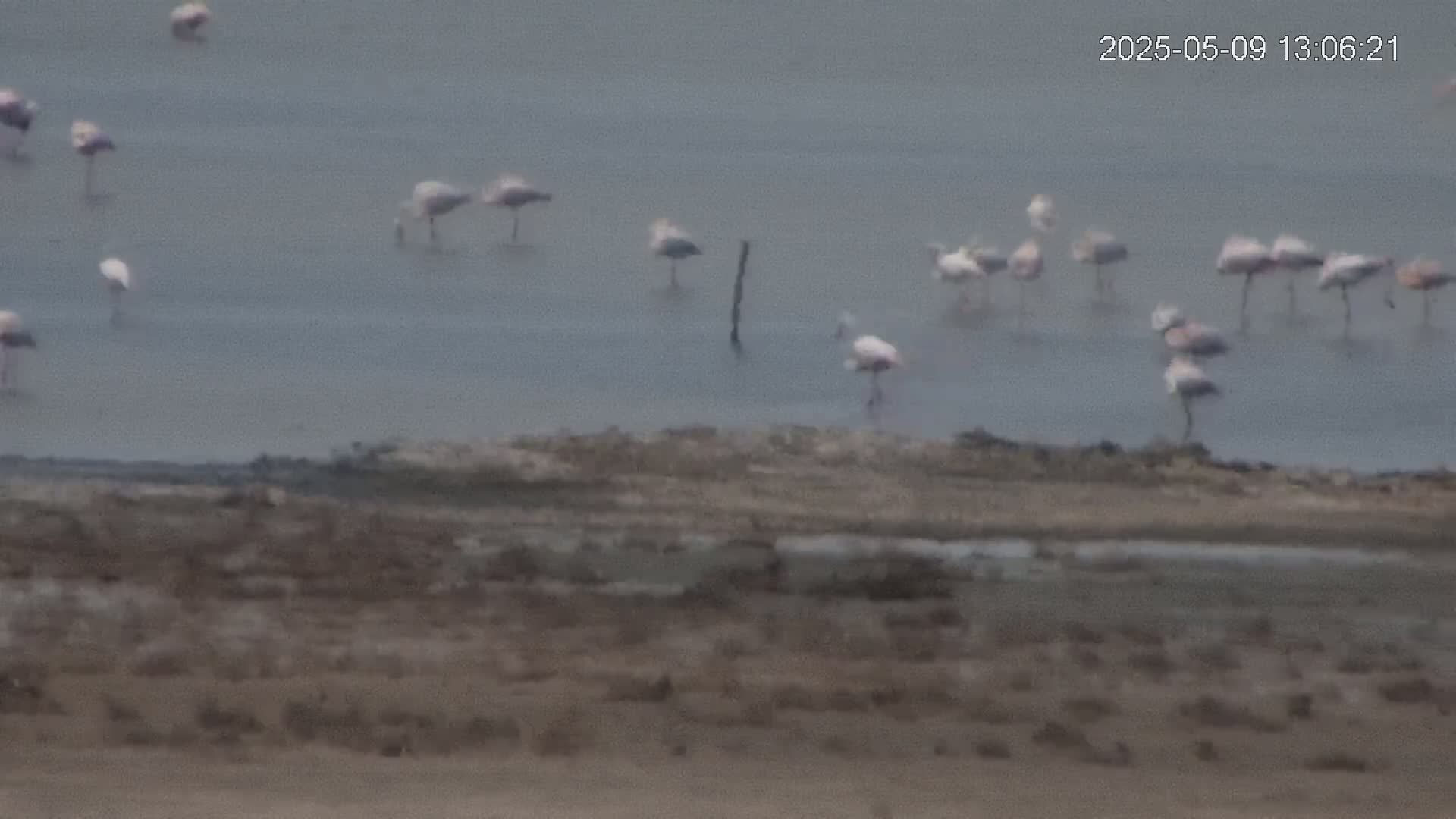 A flock of flamingos stands in shallow, calm water next to a muddy shoreline under an overcast sky.